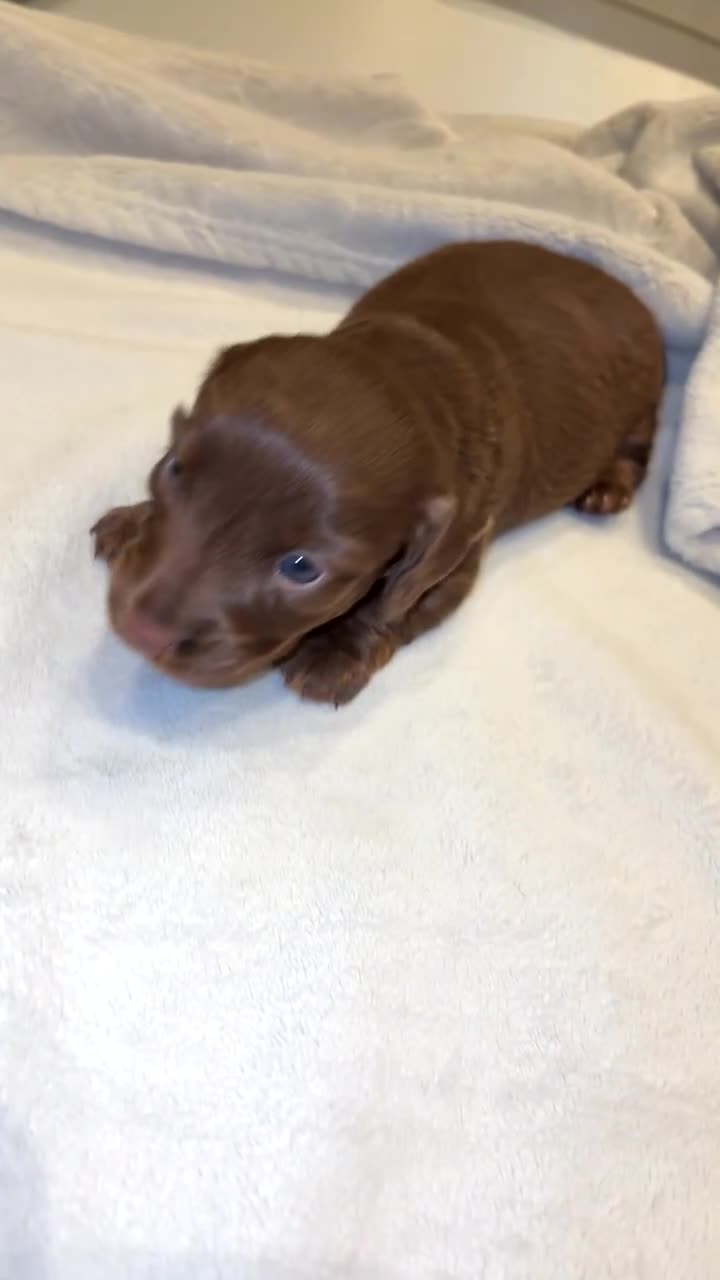 Miniature Dachshund dogs for sale: Our chocolate and tan pups  - Video 4