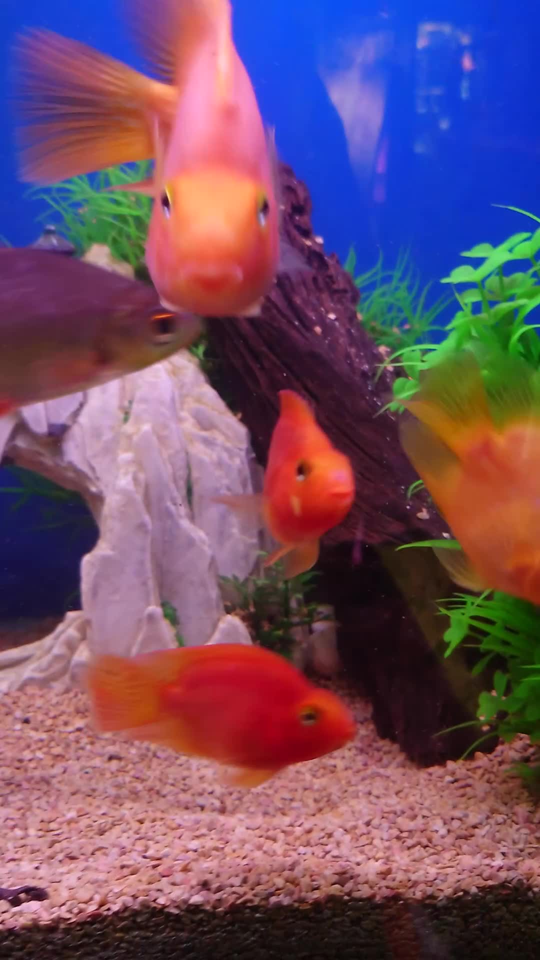 Other/Mixed Breed fish for sale: Full Aquatic Stocklist Manchester Pet's & Aquatics - Video 2