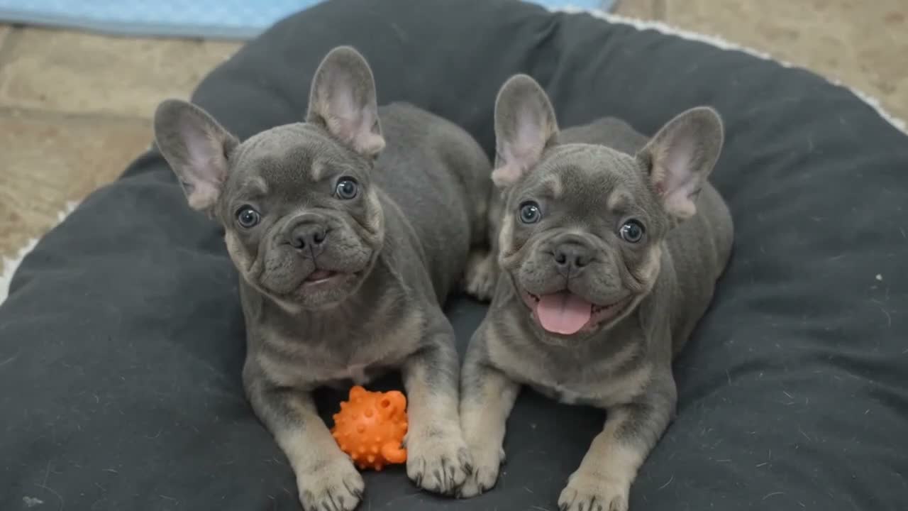 French Bulldog dogs for sale: Gorgeous French Bulldog Puppies - Ready Now⁠ - Video 4