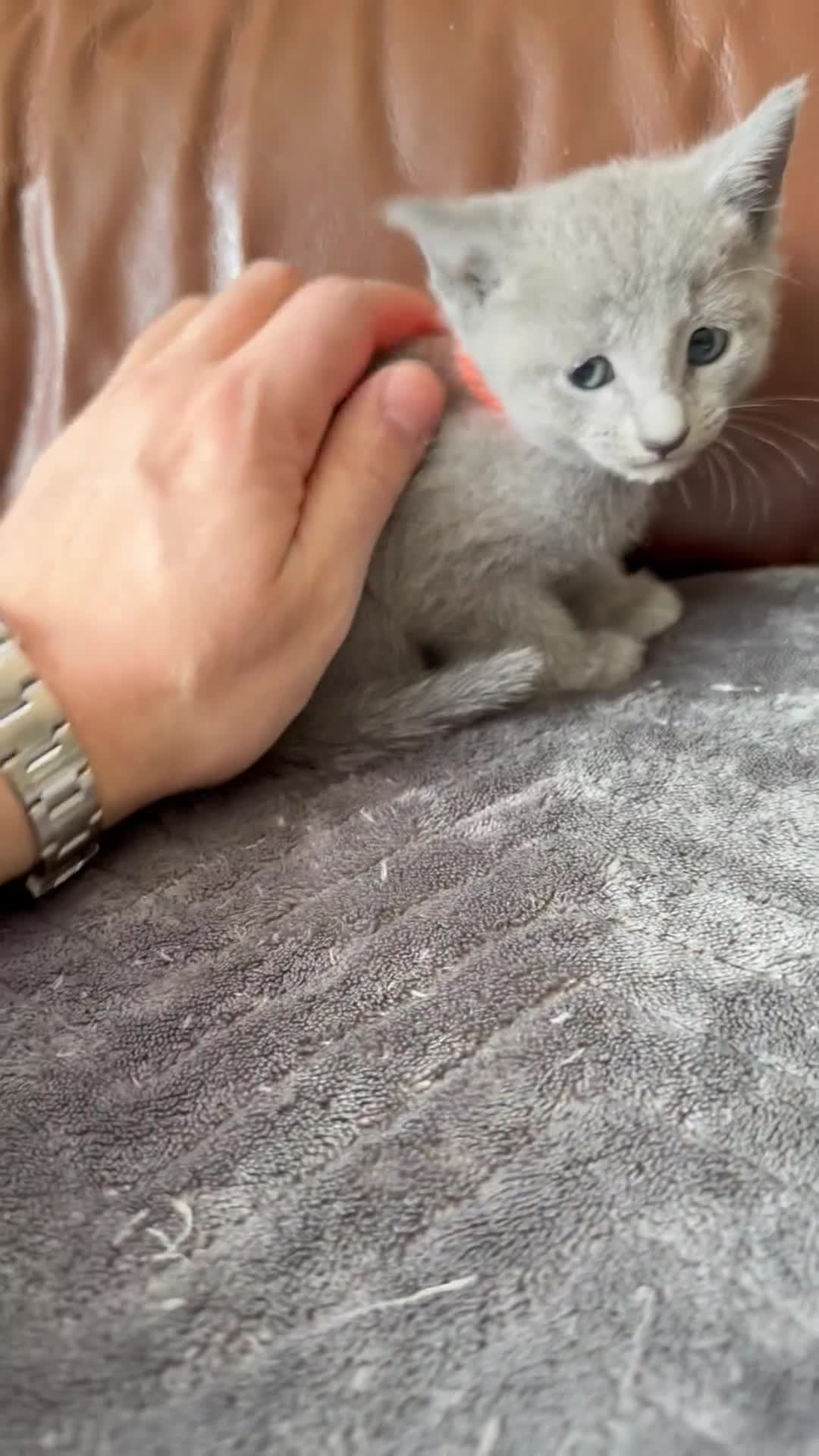 Russian Blue cats for sale: 2 kittens left Tica reg kitten champ bloodline - Video 2
