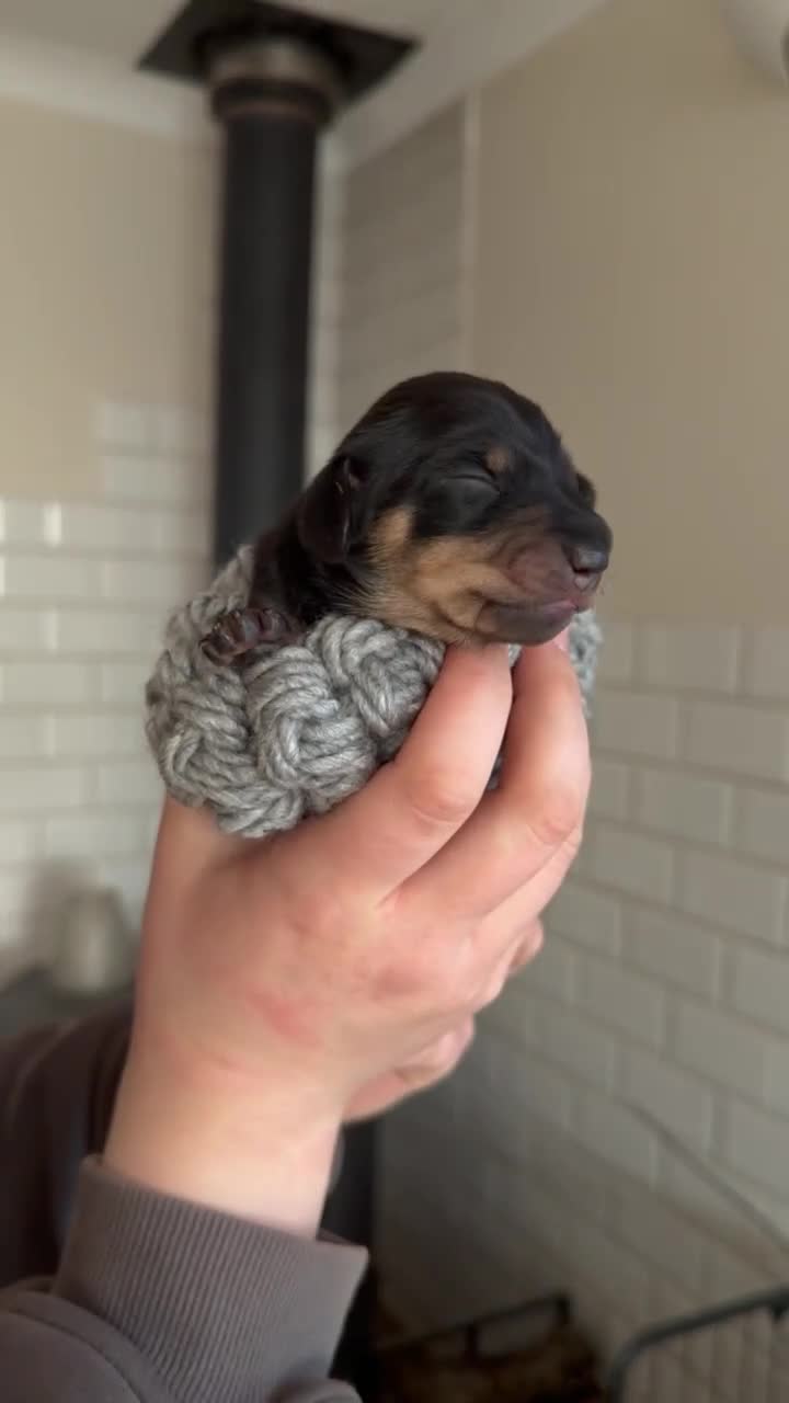 Miniature Dachshund dogs for sale: Last 2 ready to leave on 16th June - Video 2