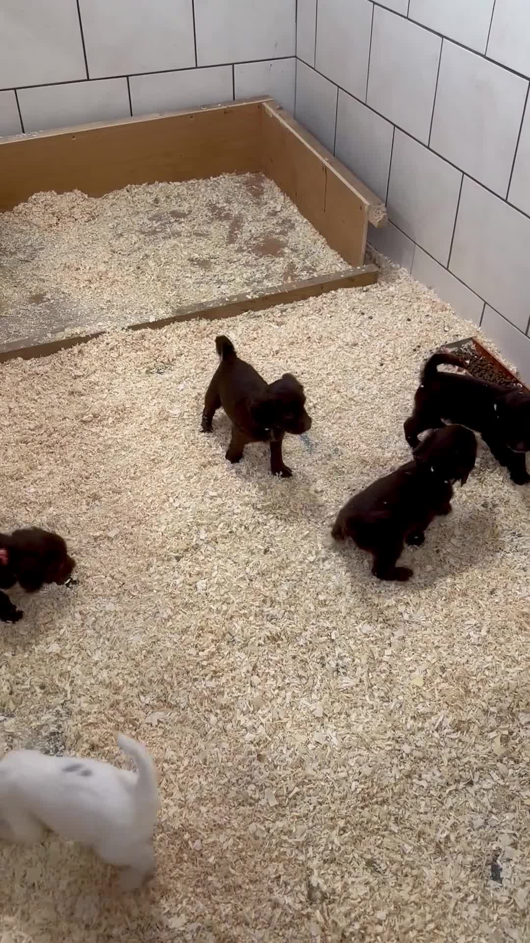 Sproodle dogs for sale: Sproodle puppies, exp breeder, Lancashire  - Video 2