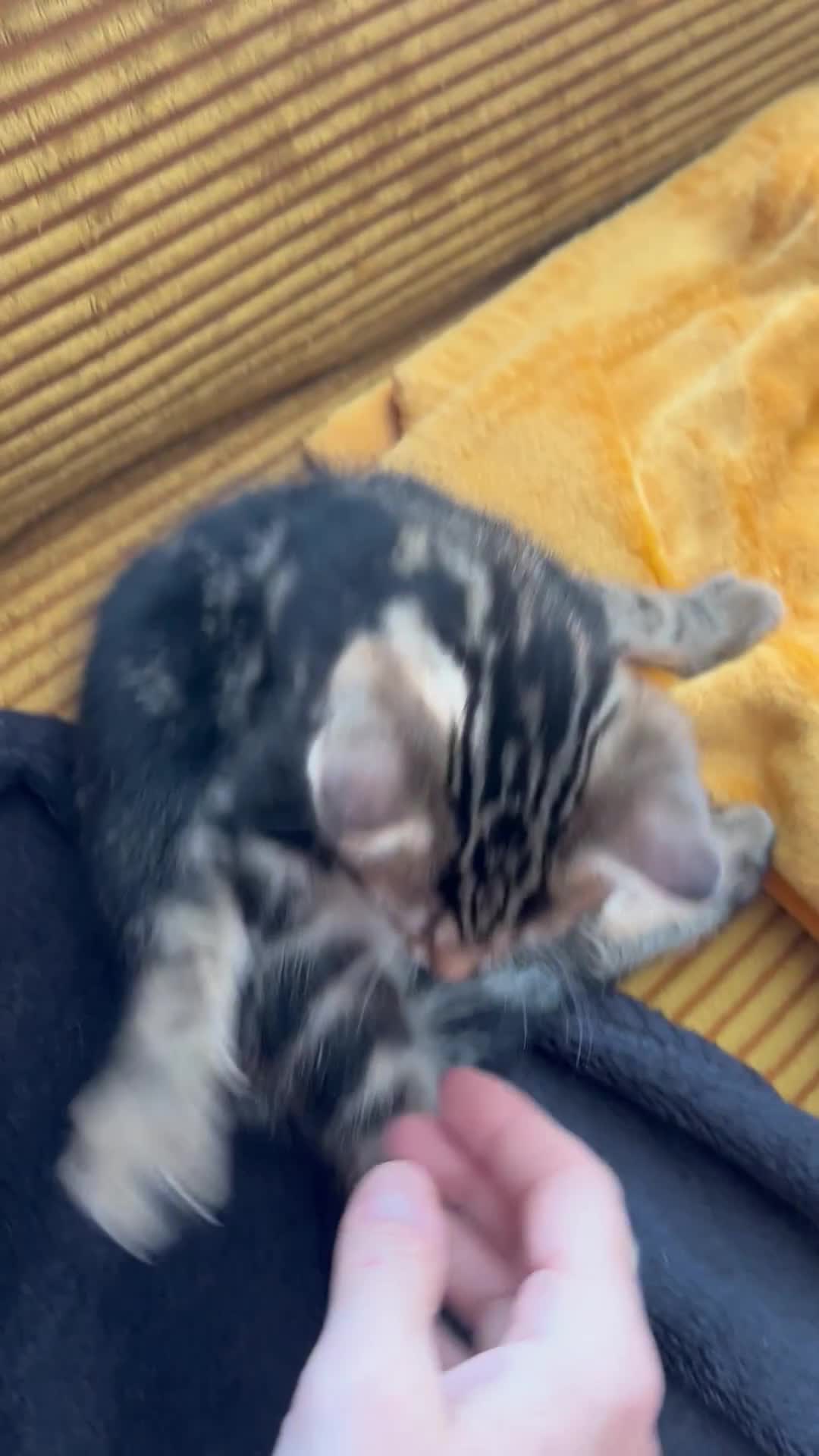 Bengal cats for sale: 3/4 Bengal - cross kittens  - Video 4