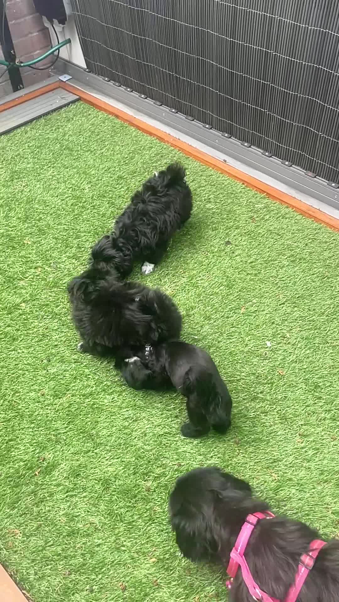 Shih Tzu dogs for sale: Red collar - Video 1