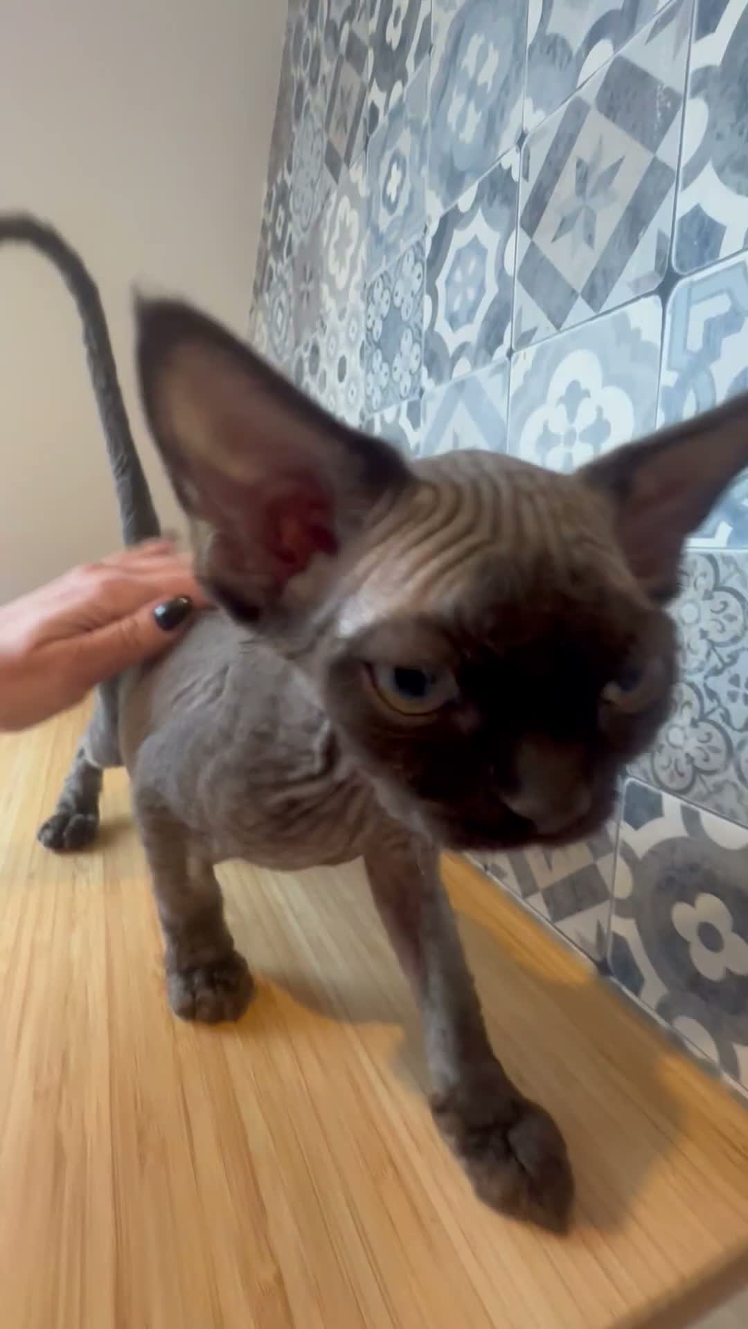Devon Rex cats for sale: 🤎 Chocolate Devon Rex Boy Umber 🤎 - Video 1