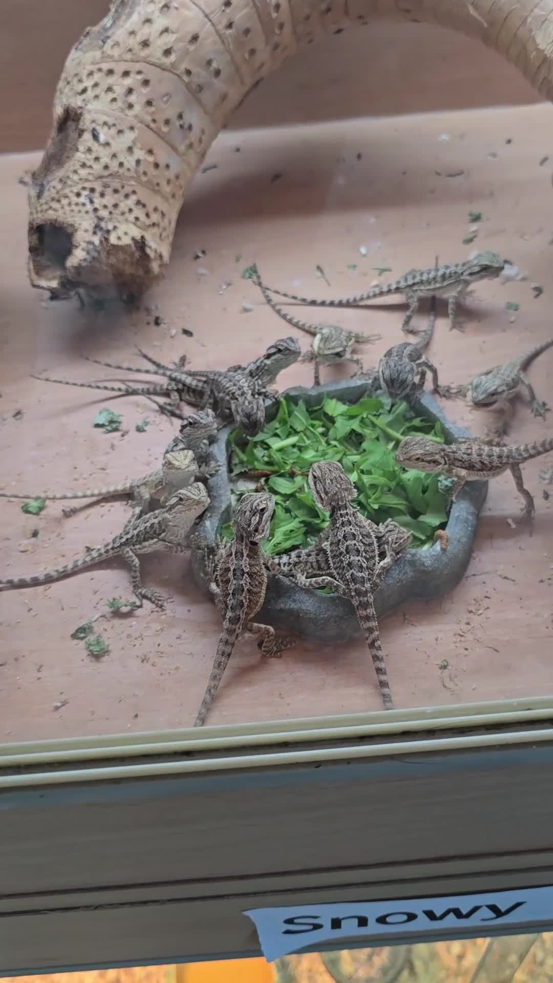 Bearded Dragon reptiles for sale: Baby bearded dragons with tint red 2 for £90 - Video 1