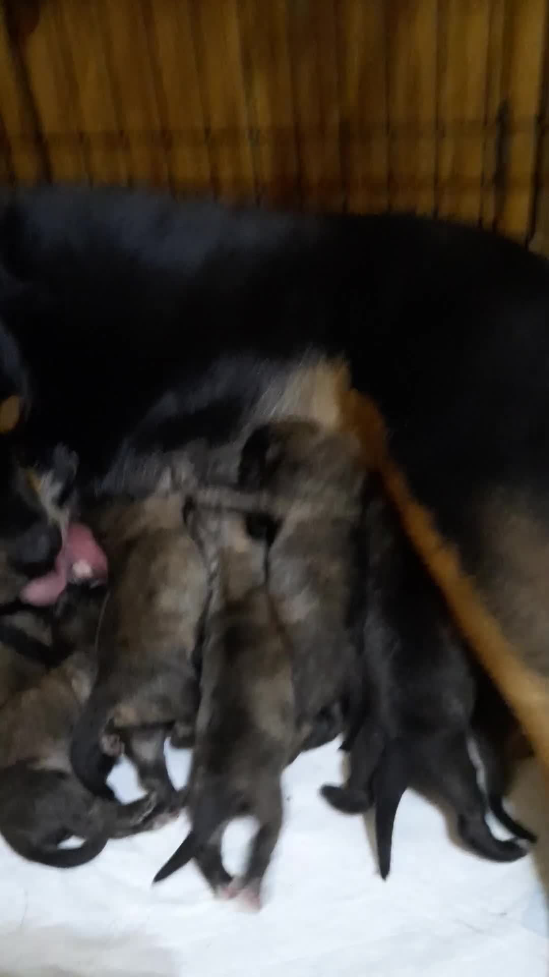 Mixed Breed dogs for sale: Rottweiler cross Shih Tzu puppies in Nottingham - Video 1