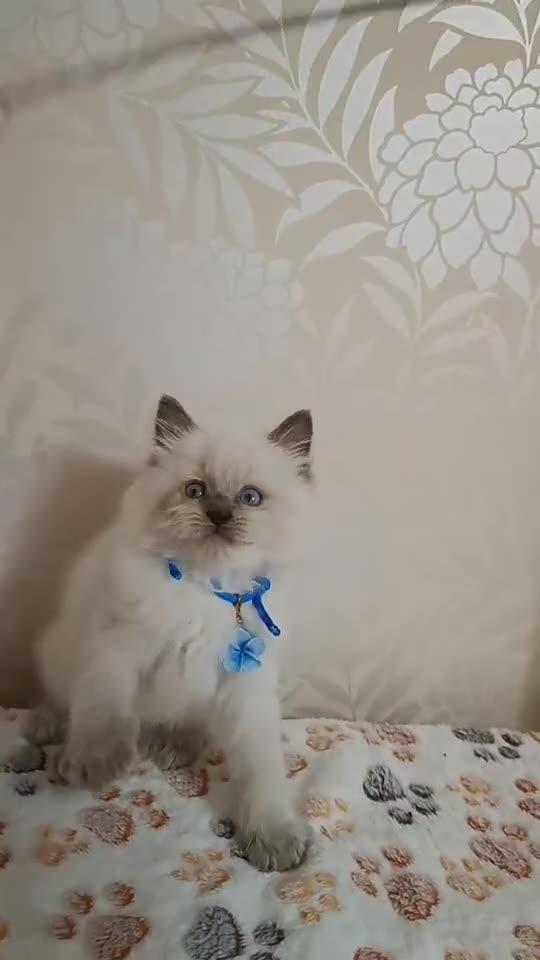 Ragdoll cats for sale: 8 beautiful Ragdoll cats - Video 5