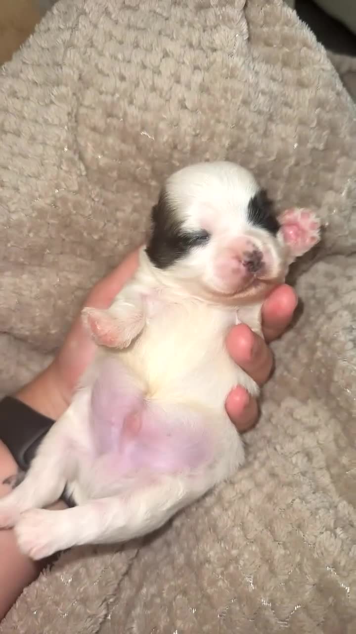 Shih Tzu dogs for sale: Shih tzu puppies - Video 1
