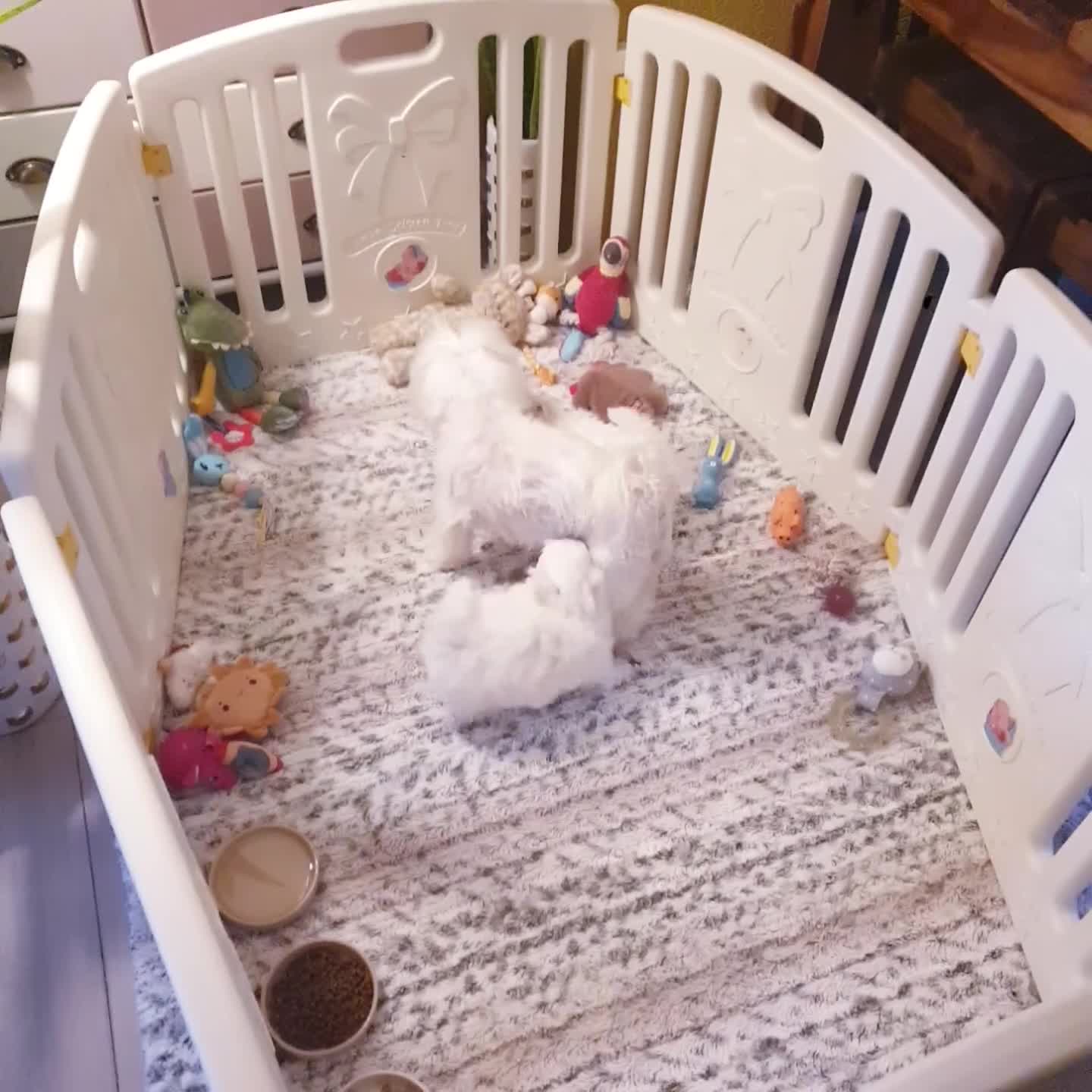 Maltese dogs for sale: Maltese ♡ Pedigree ♡  - Video 2