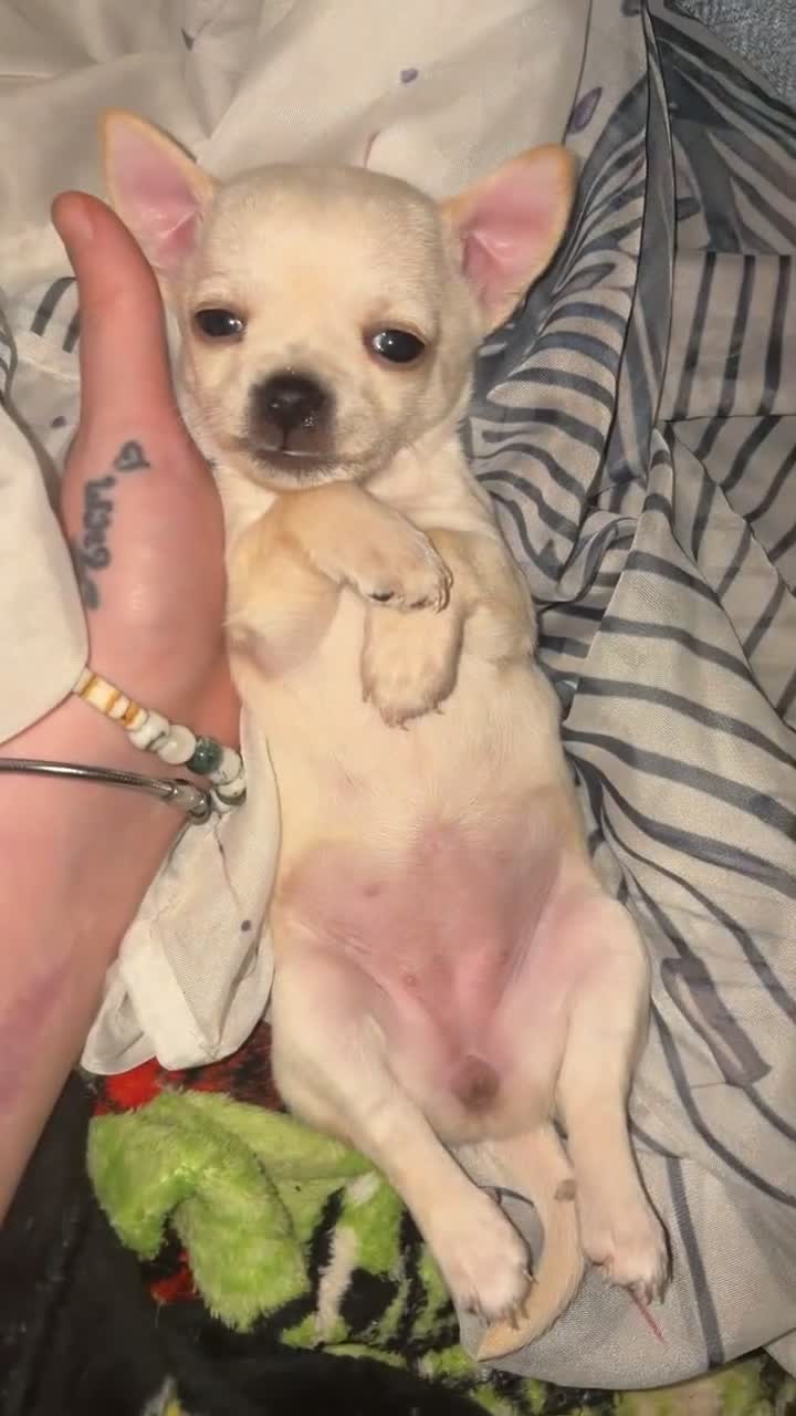 Chihuahua dogs for sale: Chihuahua  in Brighton - Video 2