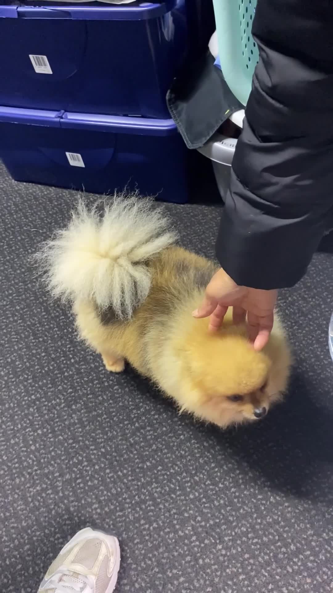 Pomeranian dogs for sale: EXTRA SMALL POMERANIAN PUPPIES  - Video 5