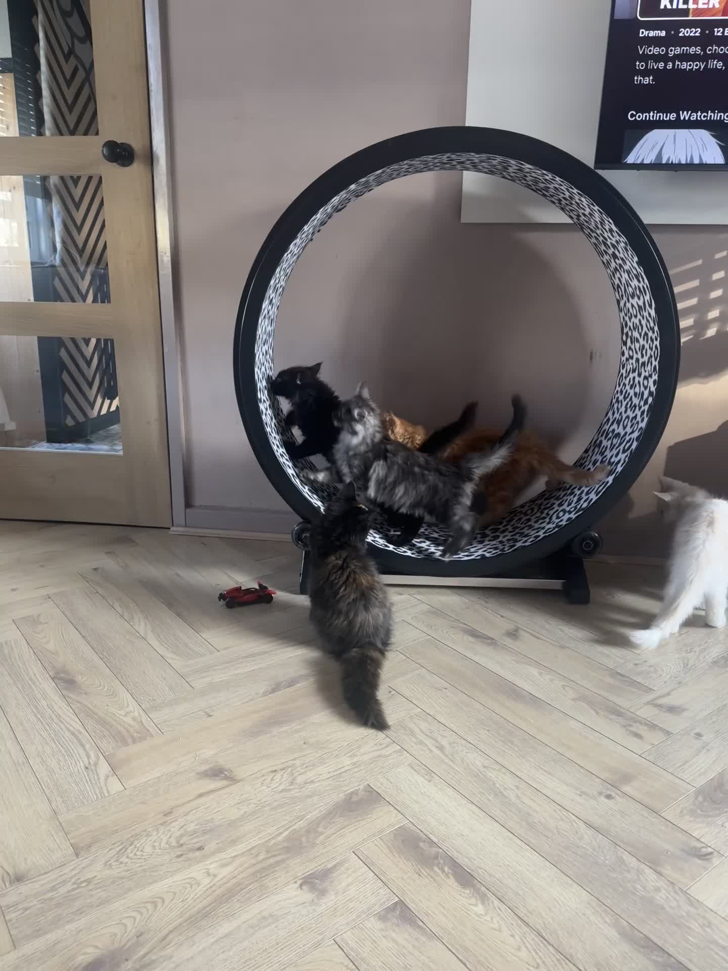 Maine Coon cats for sale: TICA registered Maine Coon kittens  - Video 1