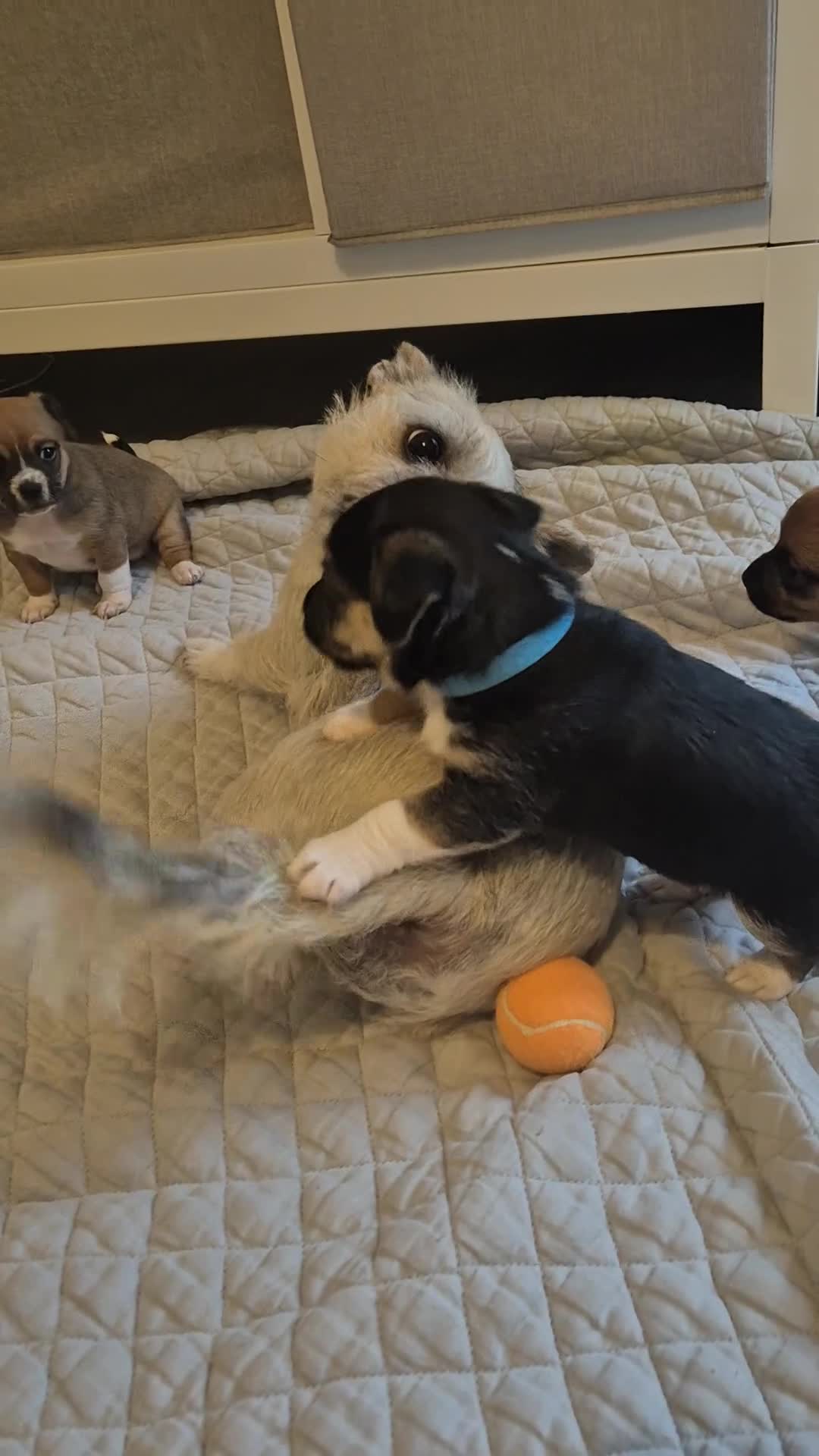 Mixed Breed dogs for sale: Jack chi puppies - Video 2