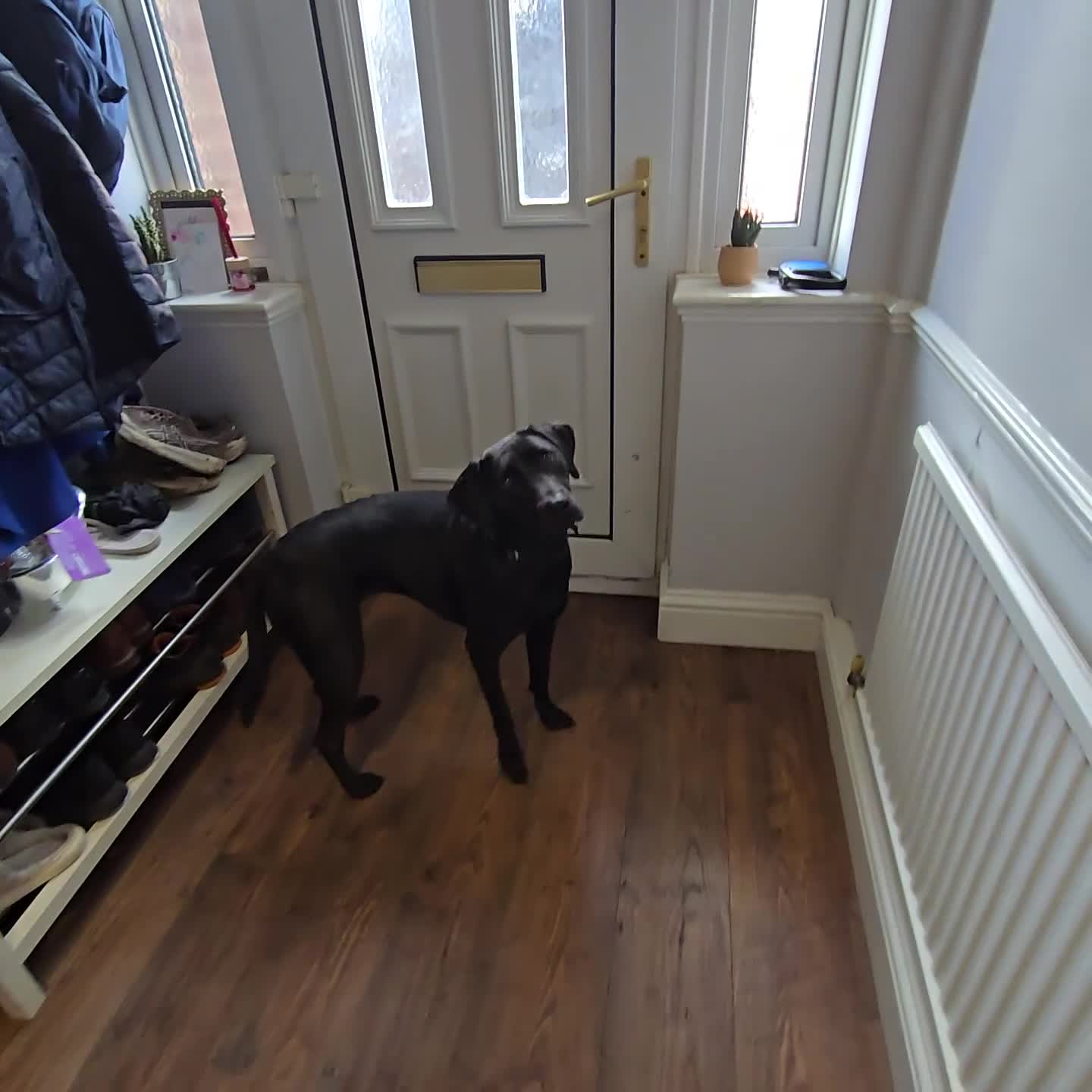Labrador Retriever dogs for sale: Highly Trained Labrador  - Video 3