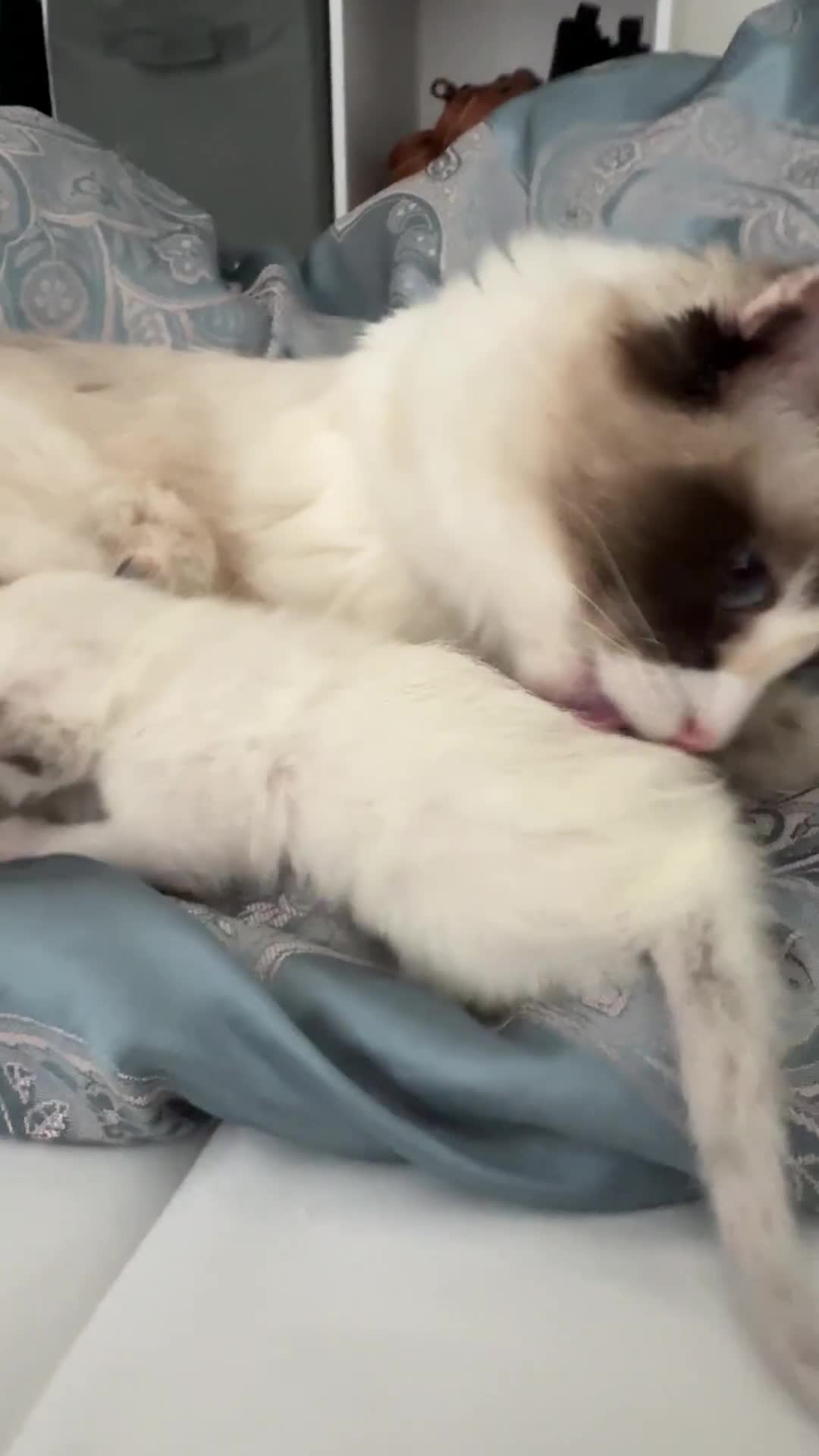 Ragdoll cats for sale: DNA tested Ragdolls - Video 1