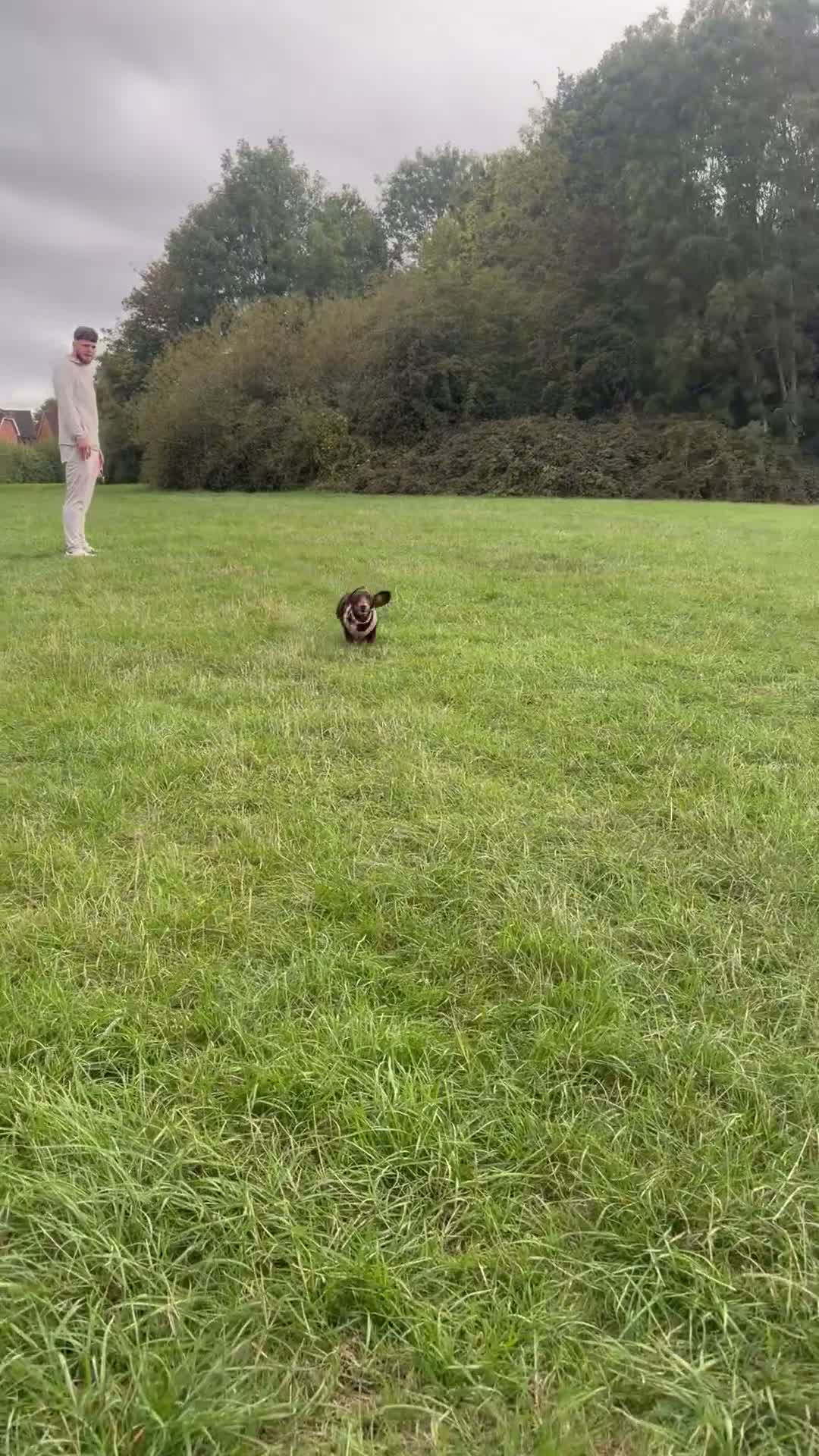 Miniature Dachshund dogs for sale: Miniature dachshund  - Video 4