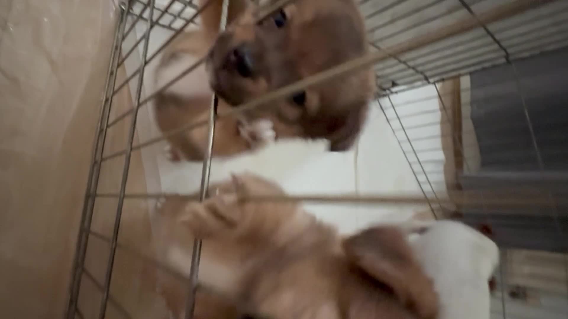 Mixed Breed dogs for sale: German Spitz X Jack Russell  - Video 1