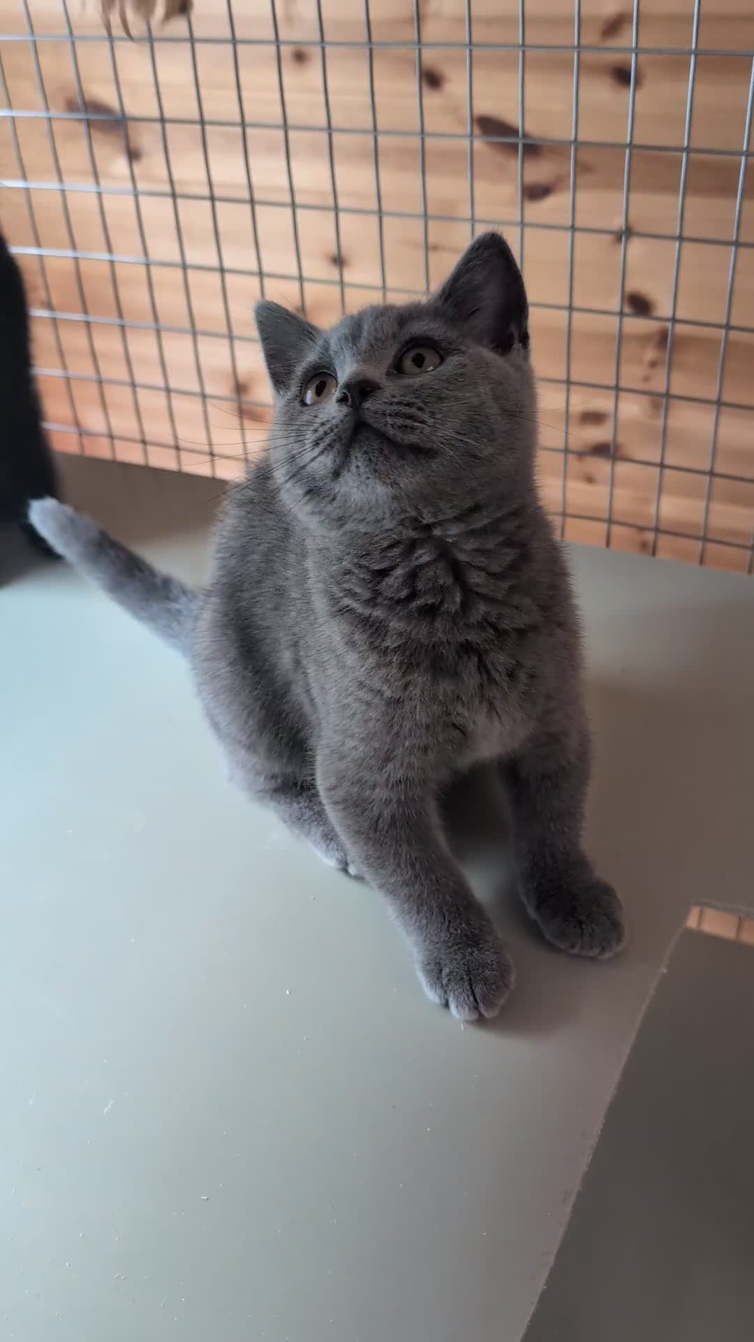 British Shorthair cats for sale: Ready now BSH kittens - Video 3