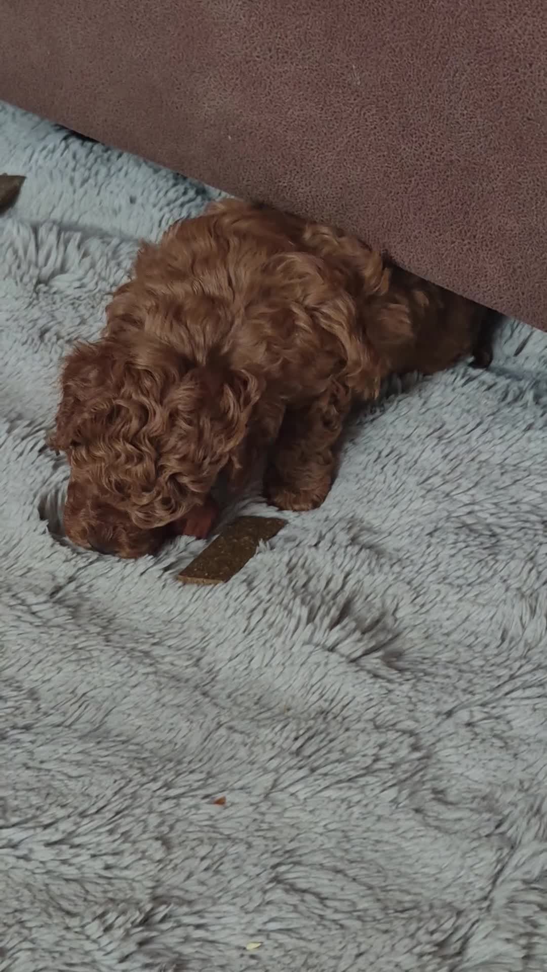 Poochon dogs for sale: Asian red toy.poochon - Video 1