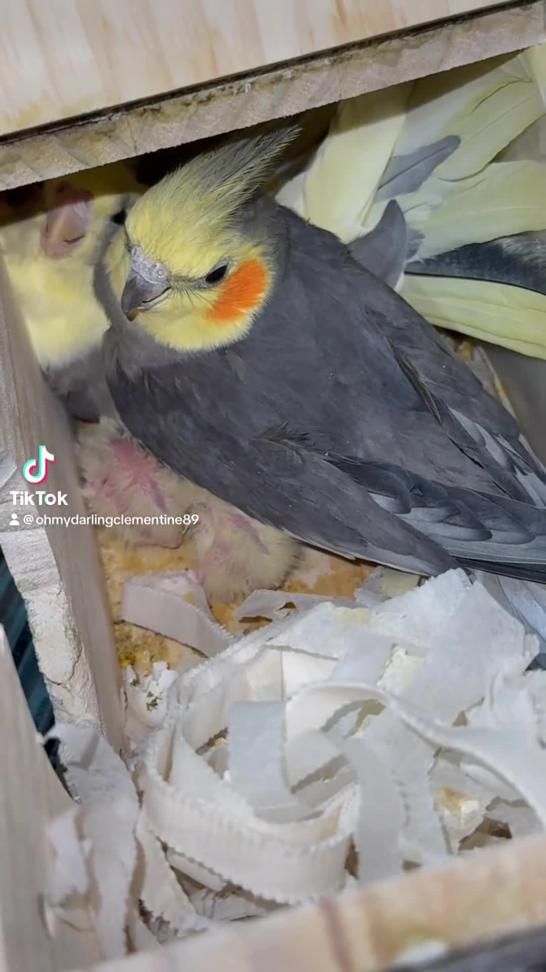 Cockatiels birds for sale: Cockatiels in Kidderminster - Video 1