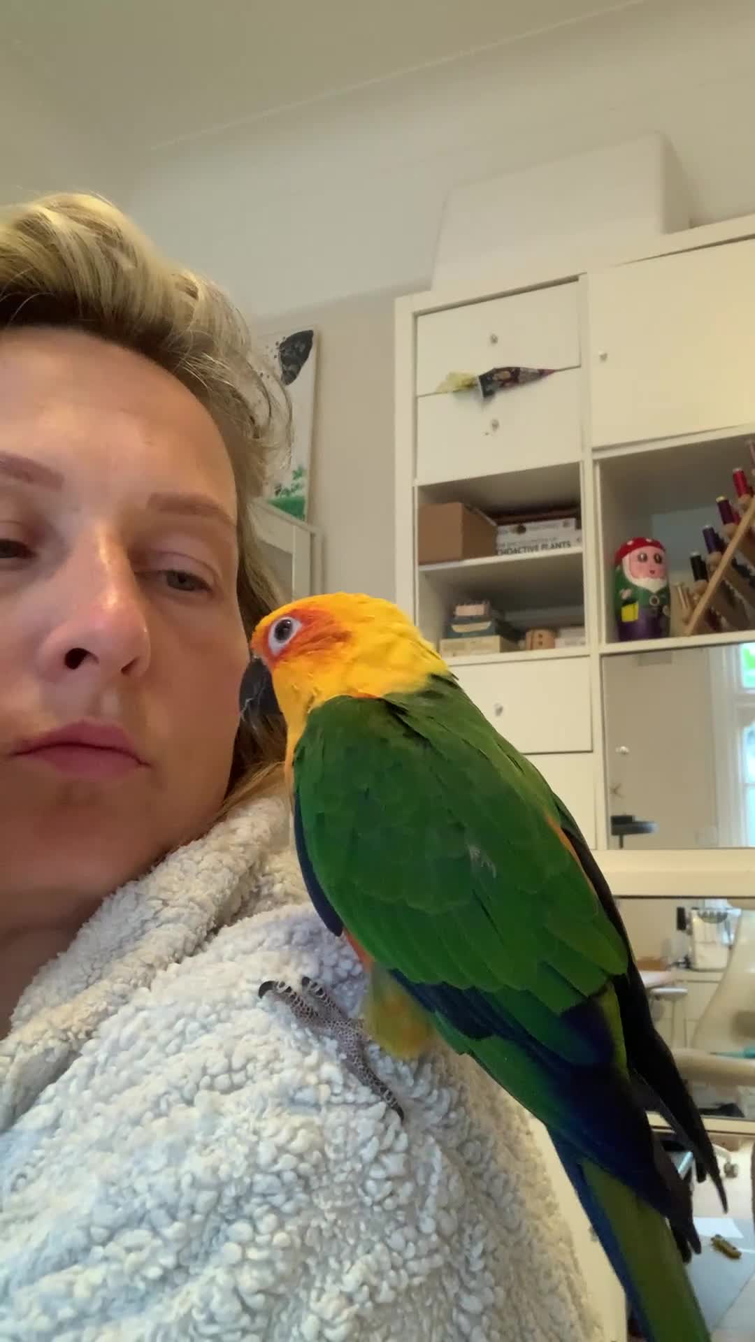 Conures birds for sale: Male Jenday Conure  - Video 3