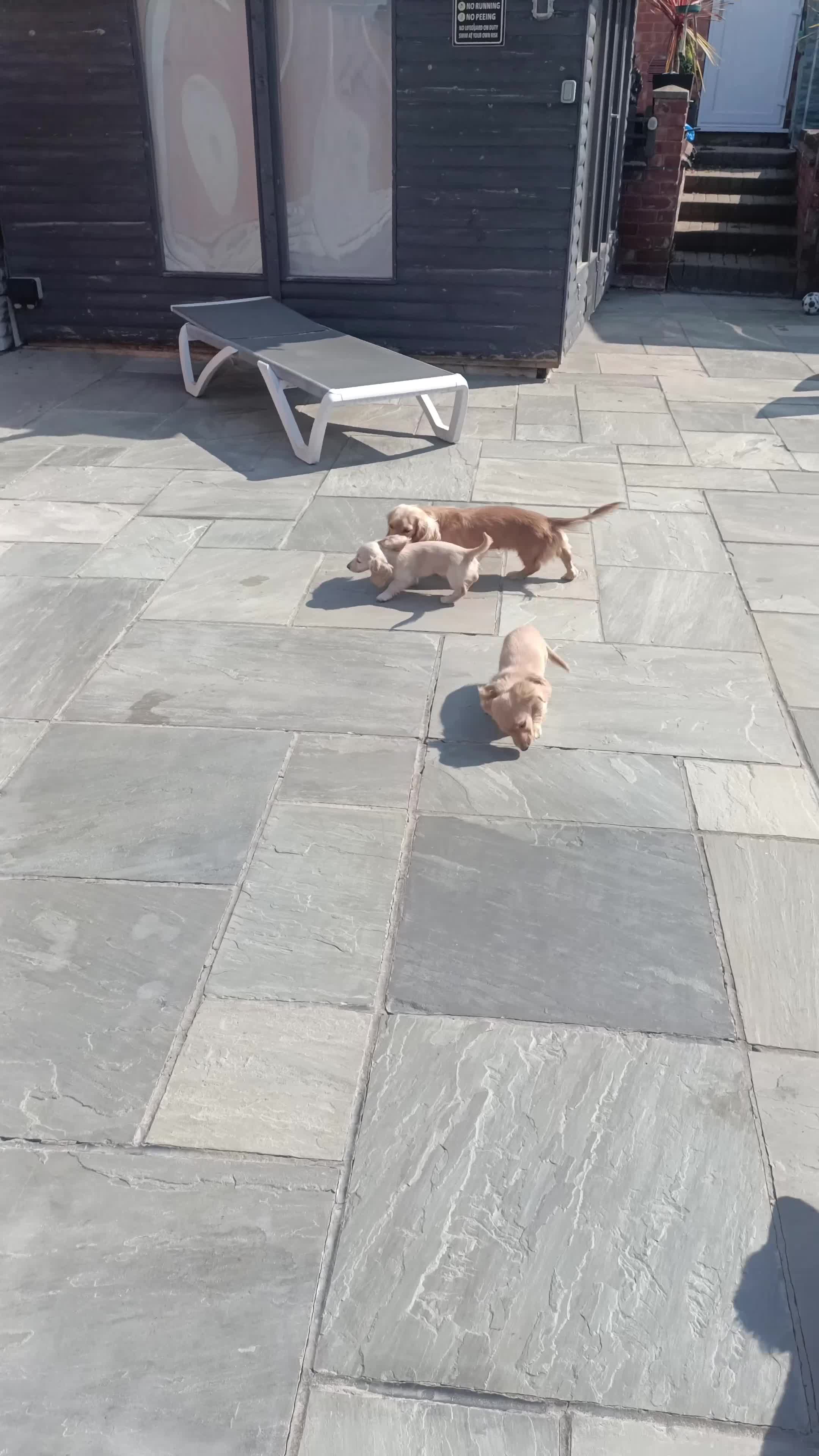 Dachshund dogs for sale: Ready now KC Miniature dachshund clear cream boy  - Video 2