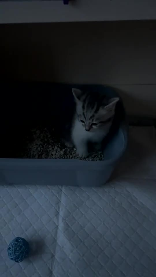 British Shorthair cats for sale: 2 Cute British Shorthair Kittens in Harrow - Video 1