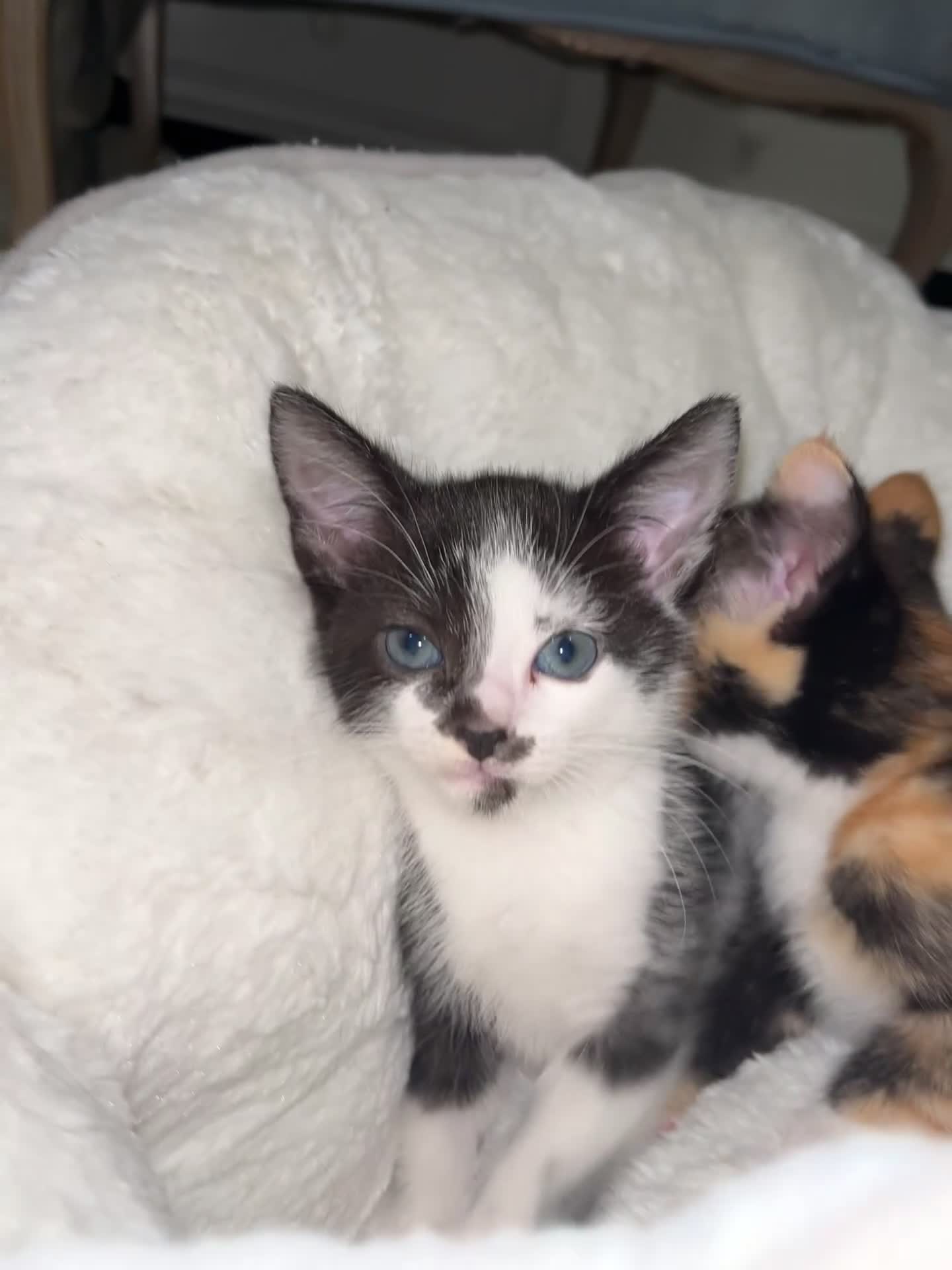Mixed Breed cats for sale: Beautiful kittens ready for new loving homes  - Video 3