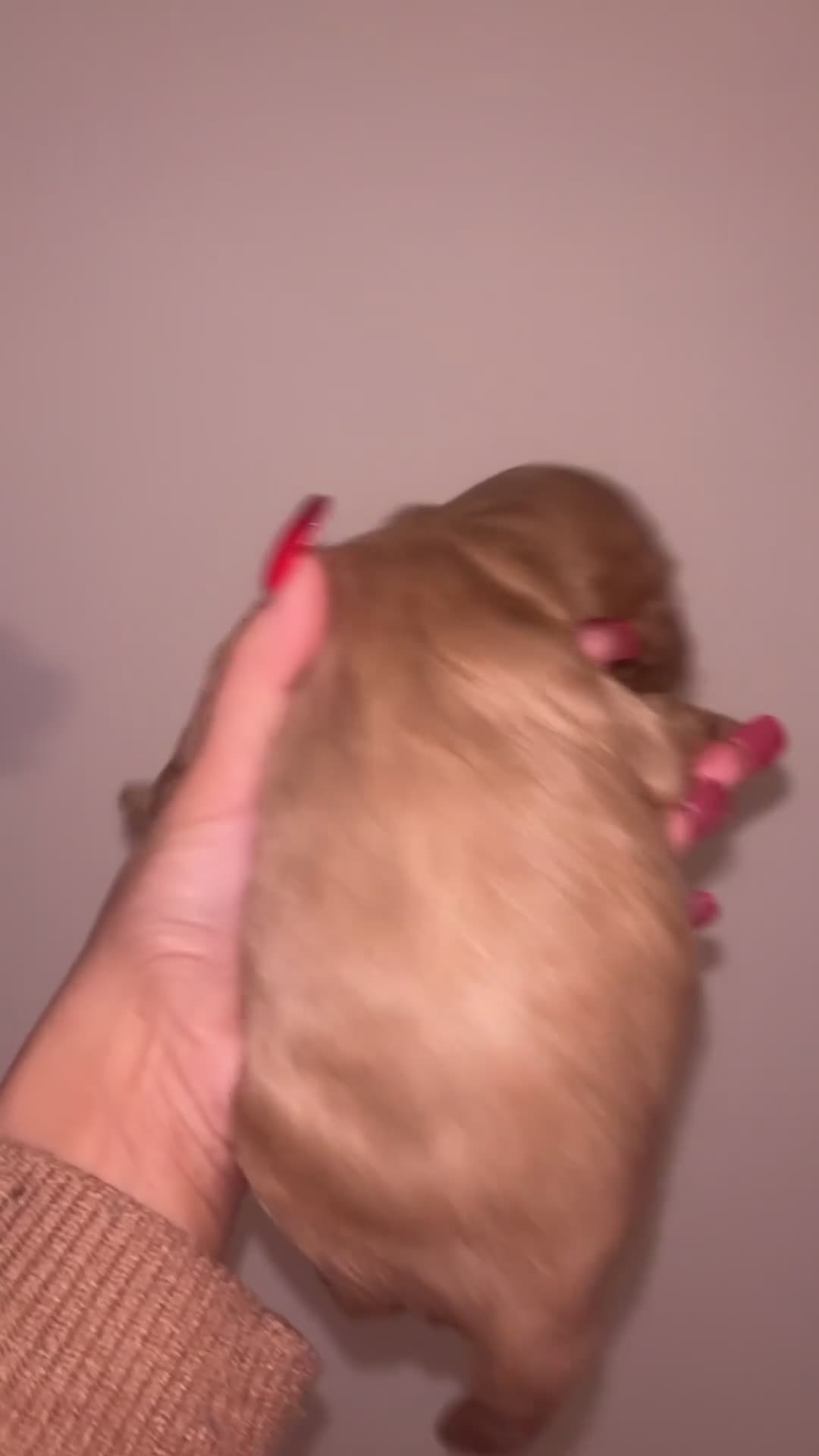 Cockapoo dogs for sale: Cockapoos puppies for sale *ready 19th feb* - Video 5