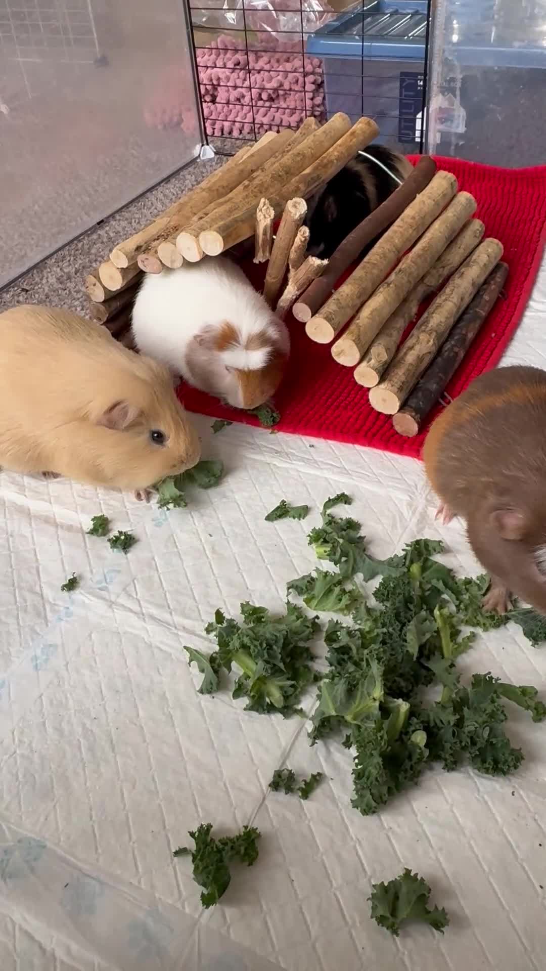 Guinea Pig rodents for sale: Percy Quincy Barry & Ray in Sale - Video 3