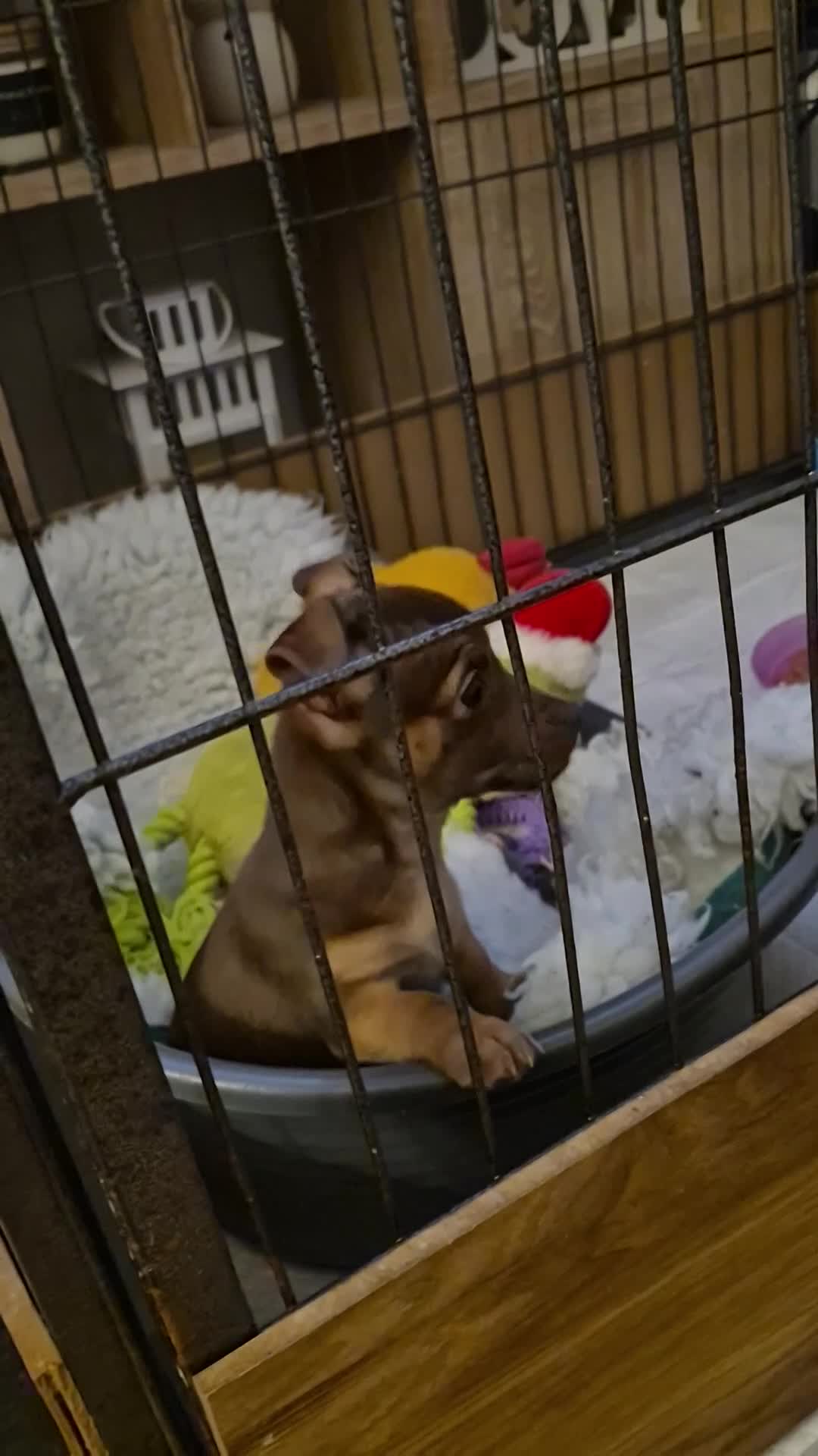 Jack Russell dogs for sale: Quality miniature Jack Russell puppies  - Video 2