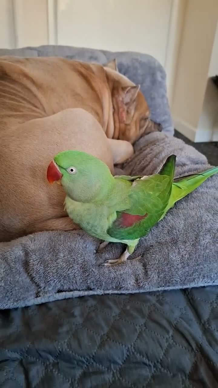 Parakeets birds for sale: Beautiful alexandrine girl and large cage - Video 2