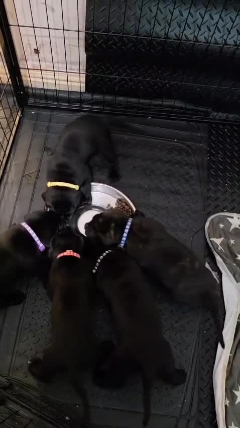 Cane Corso dogs for sale: ⭐️Cane Corso Pups⭐️Pure Championship Genes🏆 - Video 2