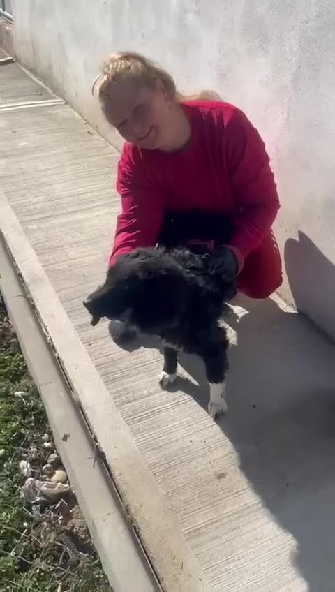 Mixed Breed dogs for adoption: 💕 Daisy & Monty – two hearts, one home 💕 - Video 3