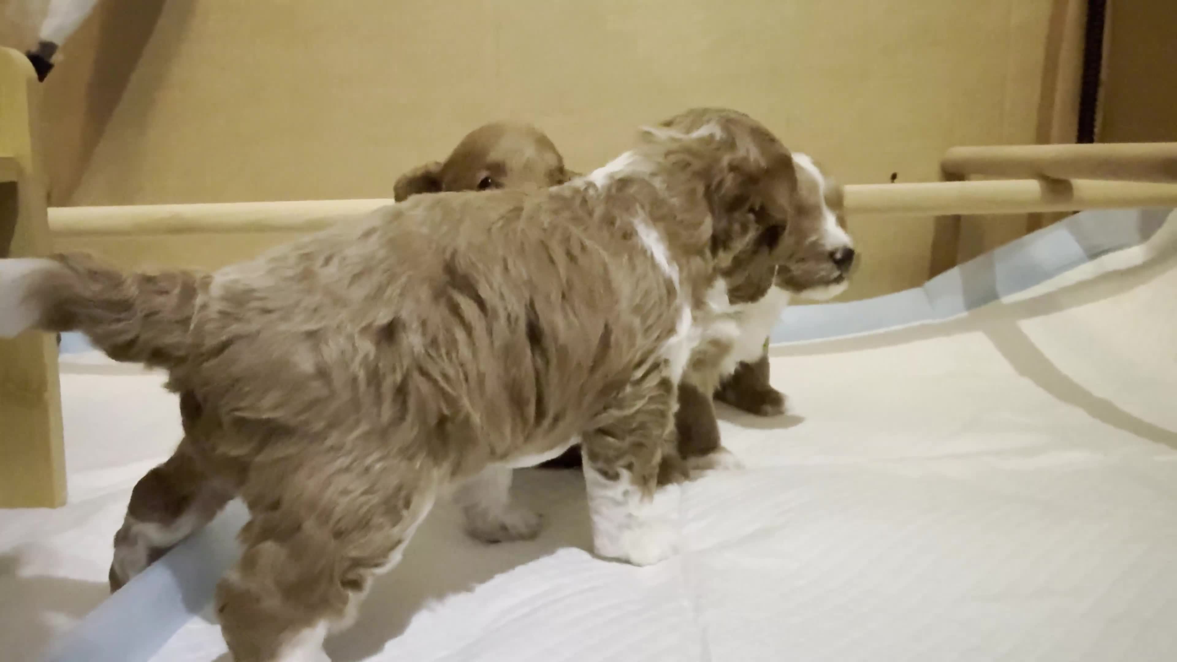 Cockapoo dogs for sale: Toy Poodle x Cockapoo Puppies Family Raised in Hayes - Video 3