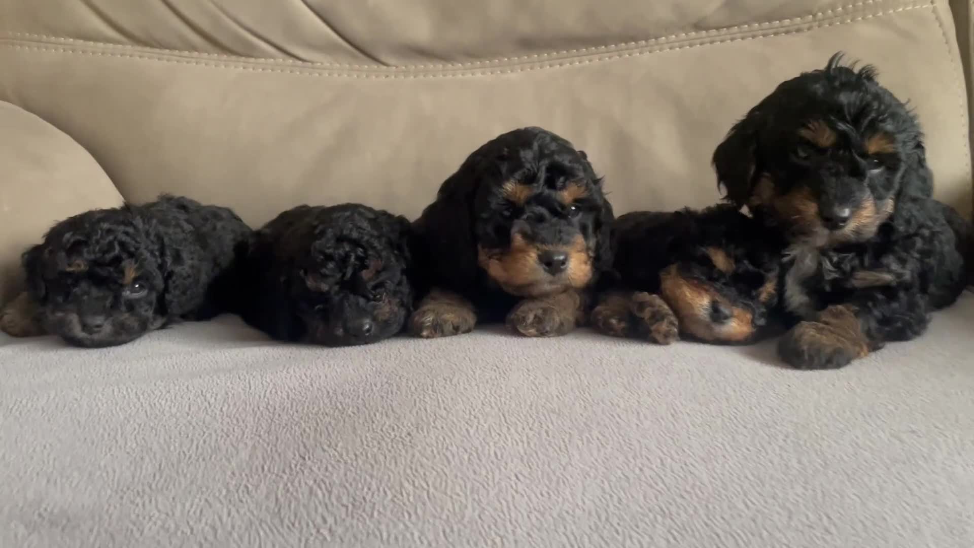 Cavapoo dogs for sale: ⭐ adorable Cavapoo’s ⭐  - Video 1