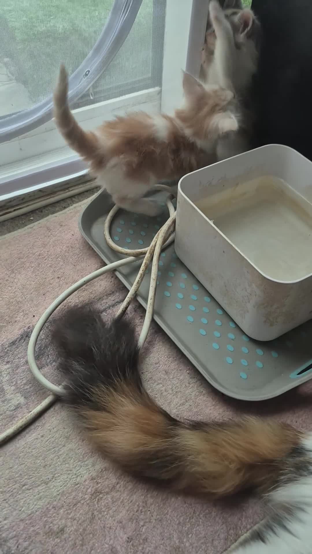 Maine Coon cats for sale: Maine coon baby floofs - Video 1