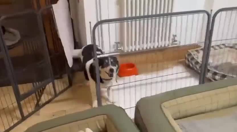 Mixed Breed dogs for adoption: TINA- small sweet girl/good with dogs/well behaved - Video 1