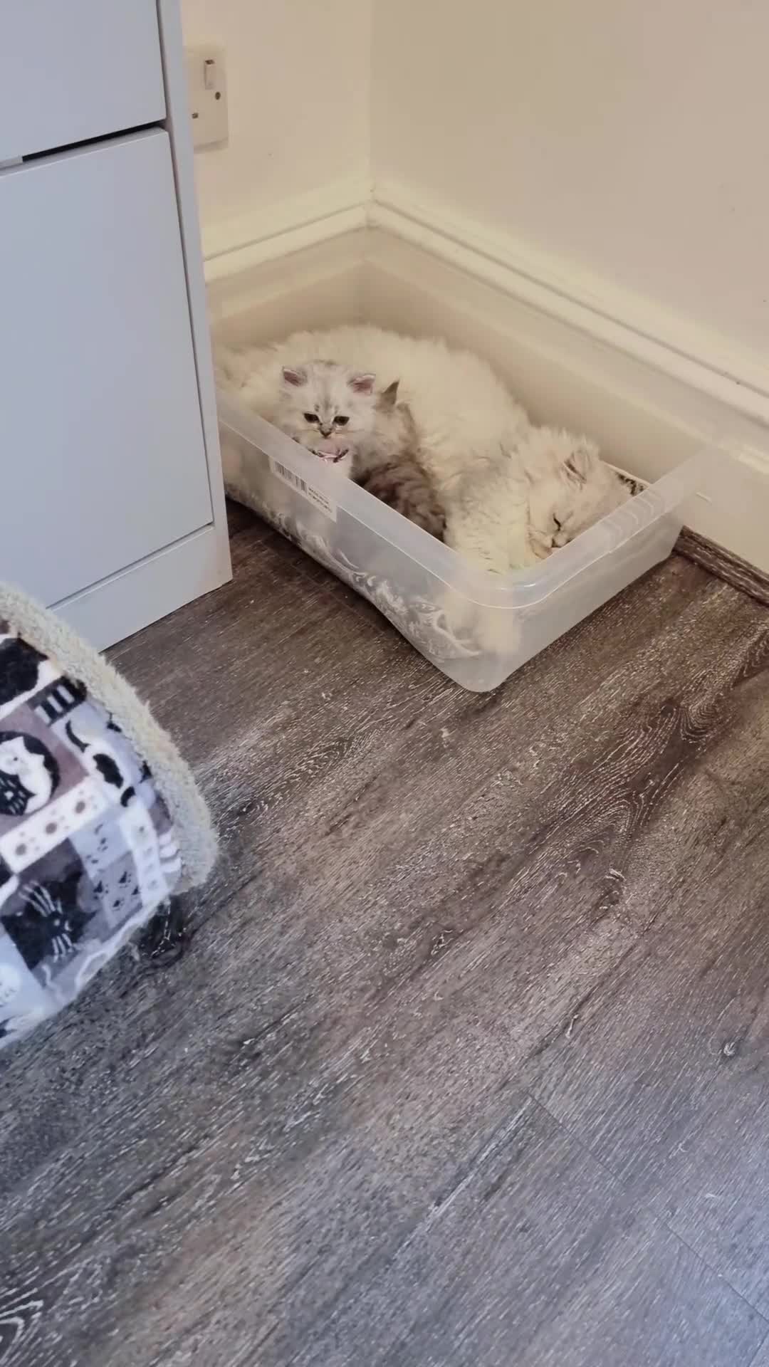 Persian cats for sale: Persian chinchilla  - Video 5