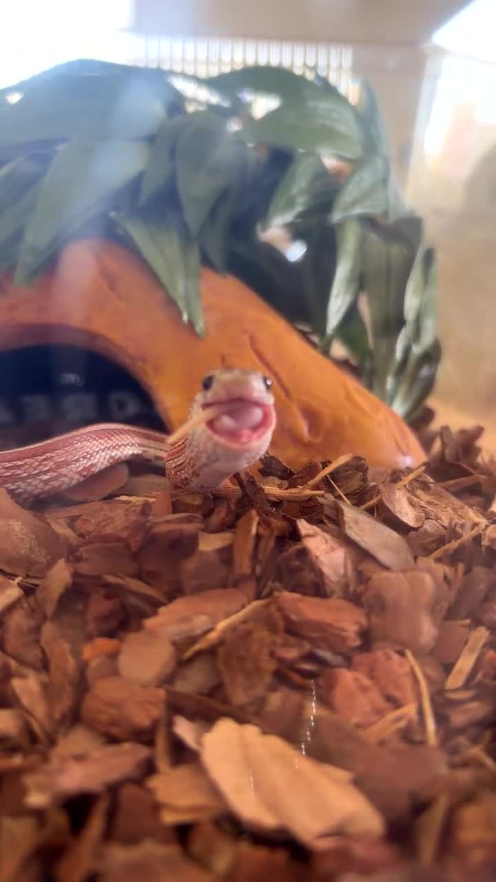Corn Snake reptiles for sale: corn snake named mango  in Gosport - Video 2