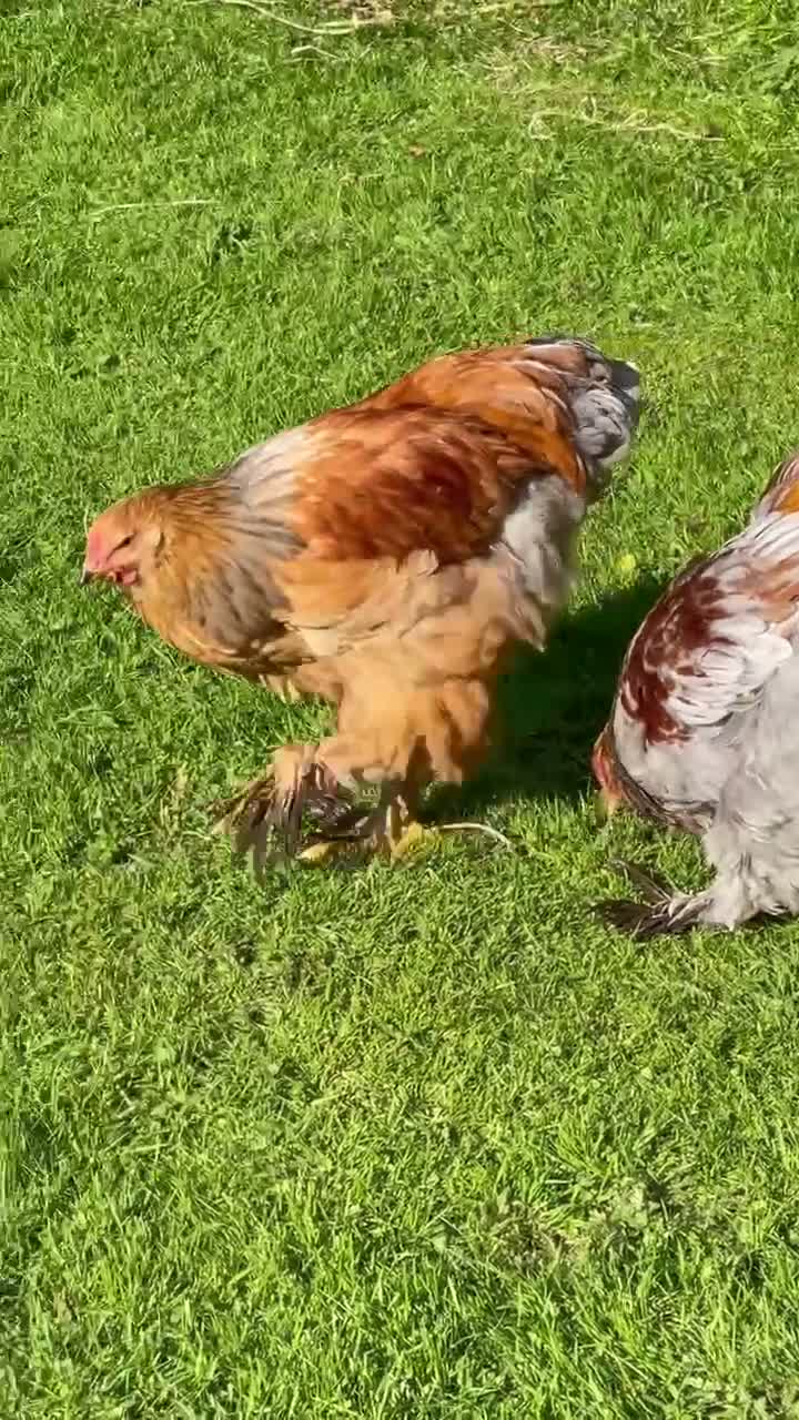 Chickens poultry for sale: Brahma cockerels x 2 - Video 1