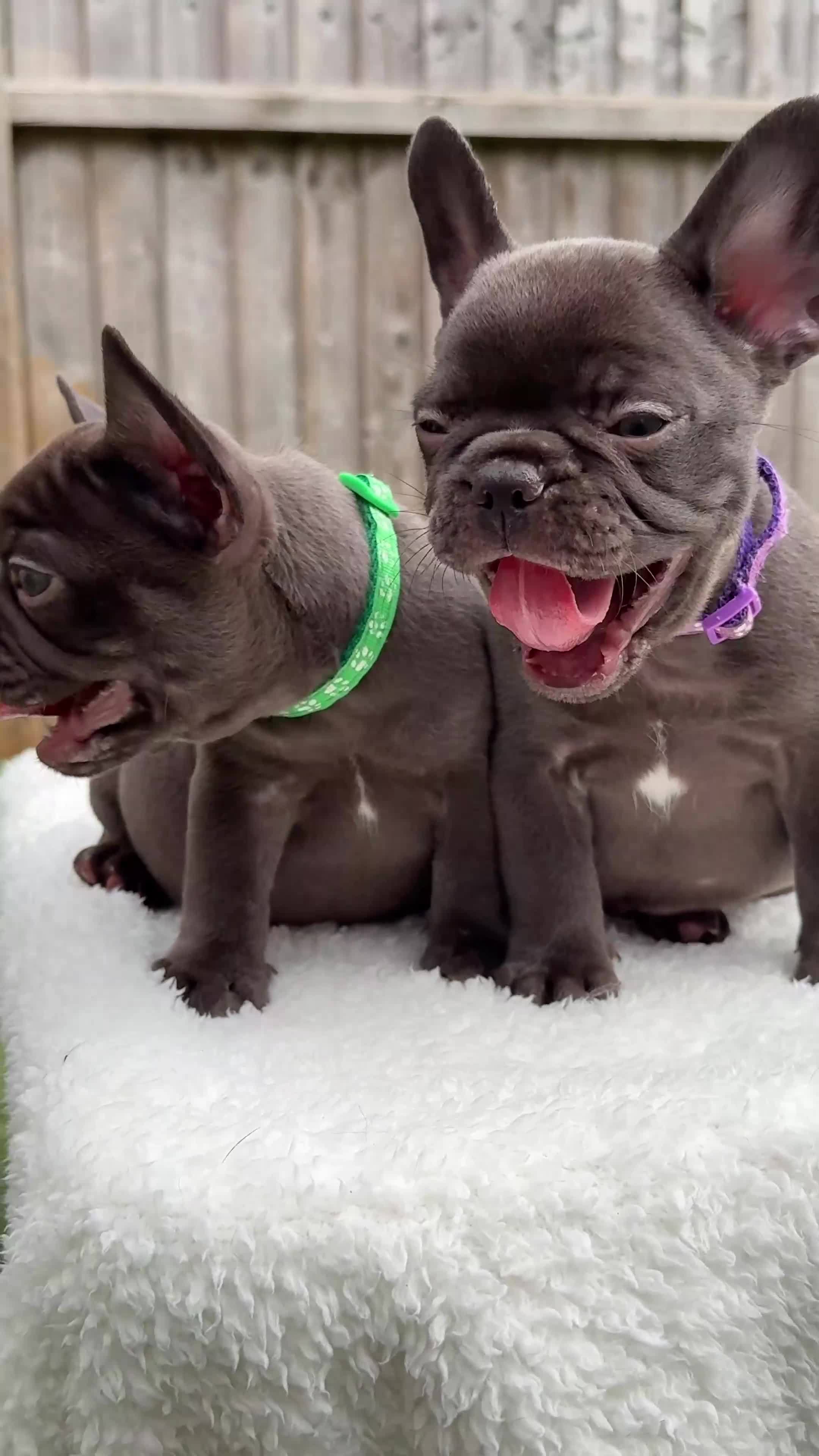 French Bulldog dogs for sale: Hikema X Cheeko (French bulldogs) - Video 5