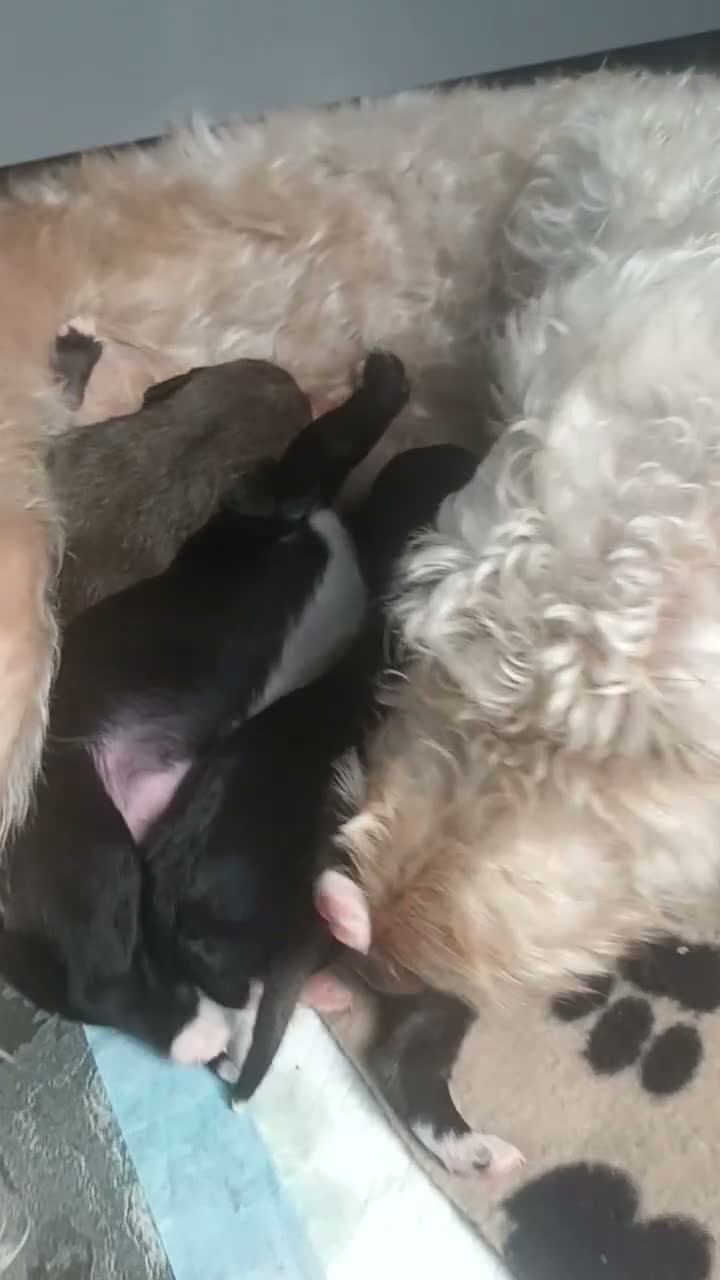 Mixed Breed dogs for sale: Bedlington/whippet  in Hartlepool - Video 1