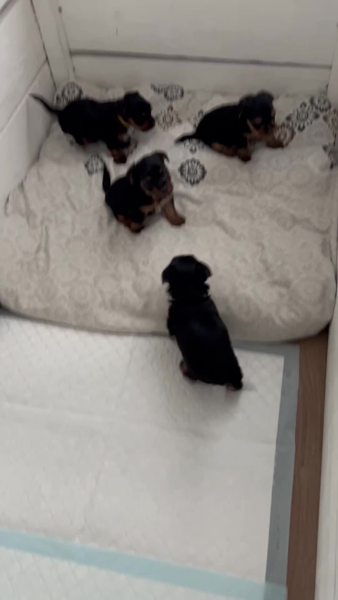 Yorkshire Terrier dogs for sale: Tiny Yorkshire terrier puppies  - Video 1