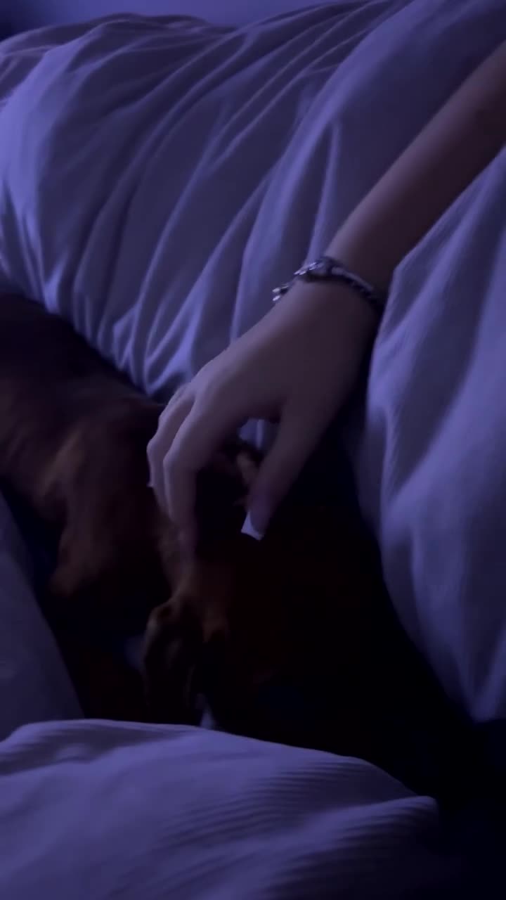 Staffordshire Bull Terrier dogs for sale: Staffordshire bull terrier  - Video 1