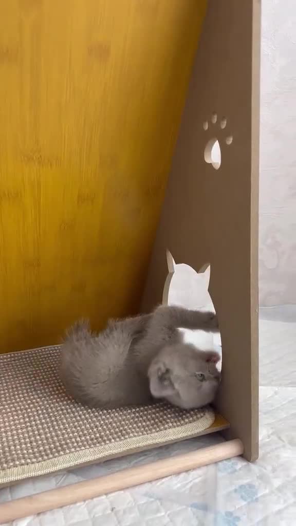 British Shorthair cats for sale: Stunning litter of x7 British short hair kittens  - Video 3