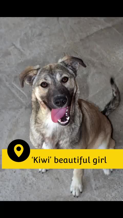 Mixed Breed dogs for adoption: Kiwi, 1 yr old. Available for adoption. - Video 1