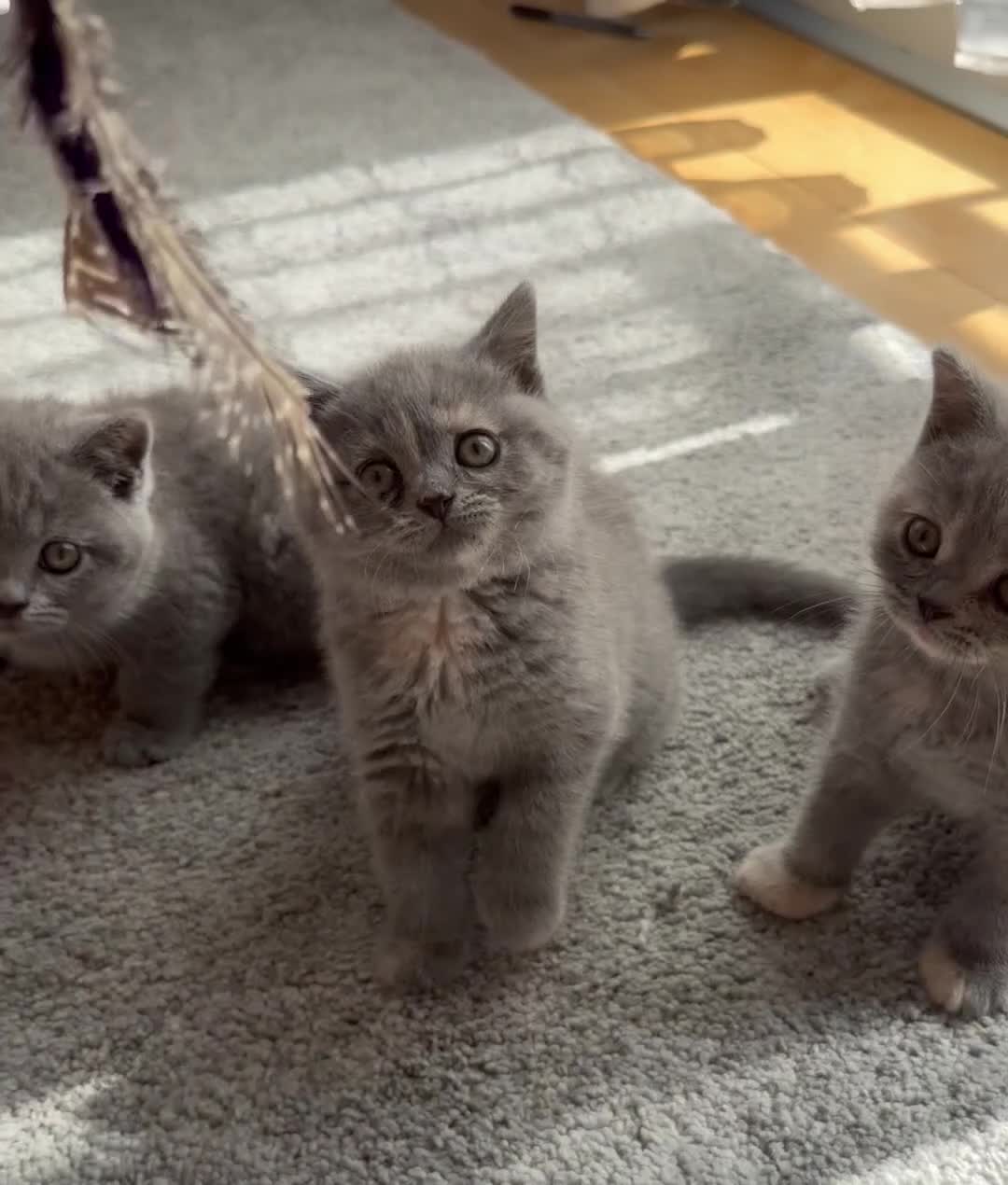 British Shorthair cats for sale: British Shorthair Kittens – Ready Now 🐾 - Video 4
