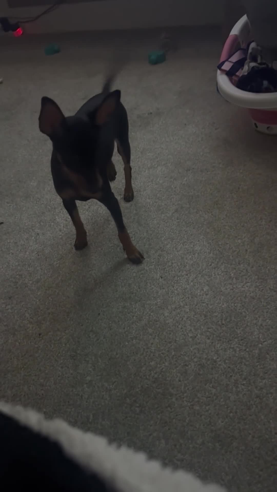 Miniature Pinscher dogs for sale: Beautiful female min pin - Video 1
